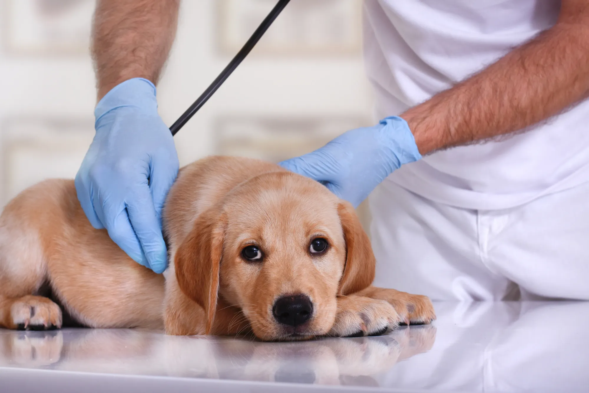 Un golden retriever chiot est examiné par un vétérinaire