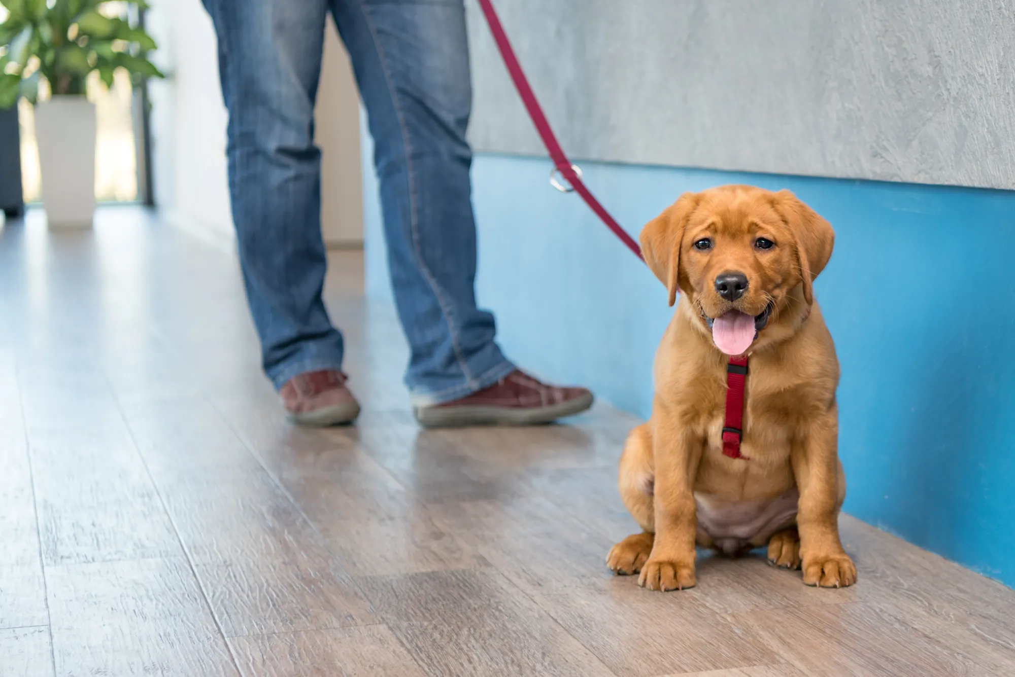 Un chiot attend dans un couloir, assis sur un parquet avec son humain derrière lui