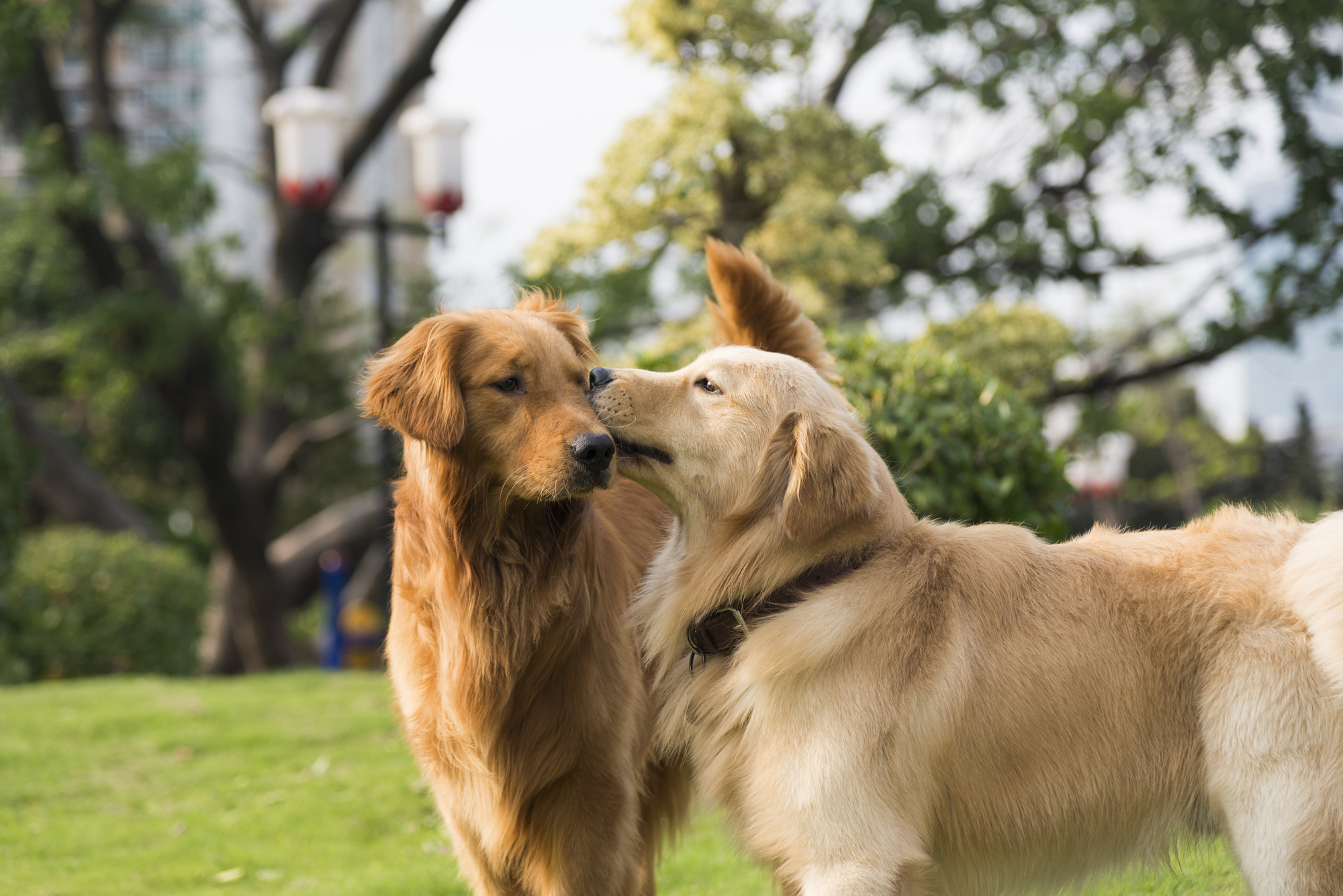 Deux Golden Retrievers se reniflent nez à nez dans un parc verdoyant