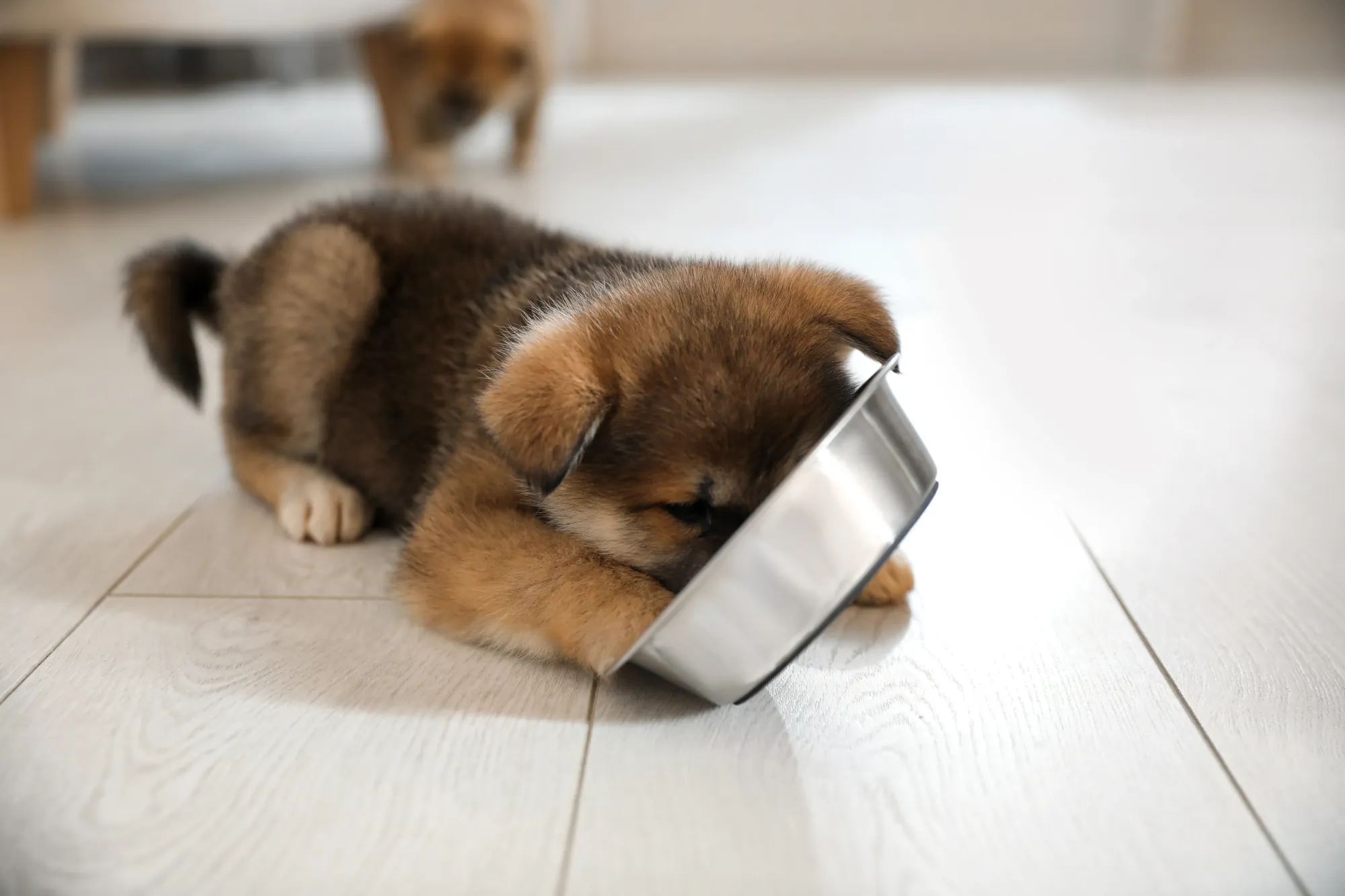 Un chiot dans un salon est en train de manger dans sa gamelle de croquettes