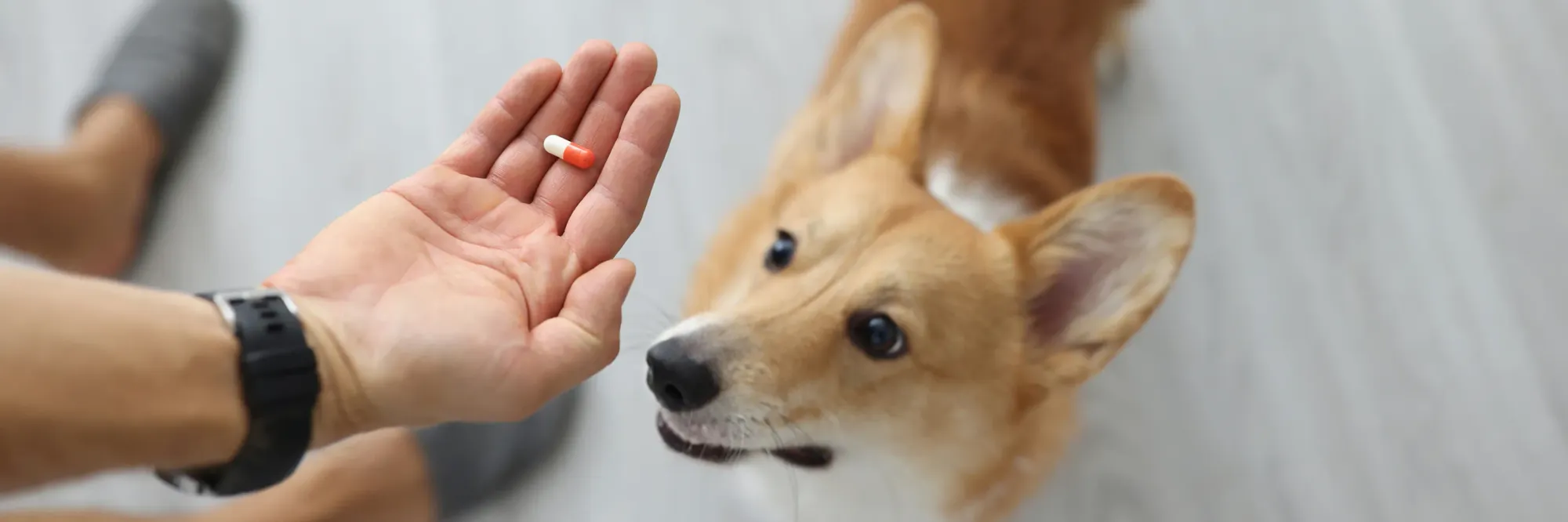 Un corgi va prendre un médicament tendu par un humain