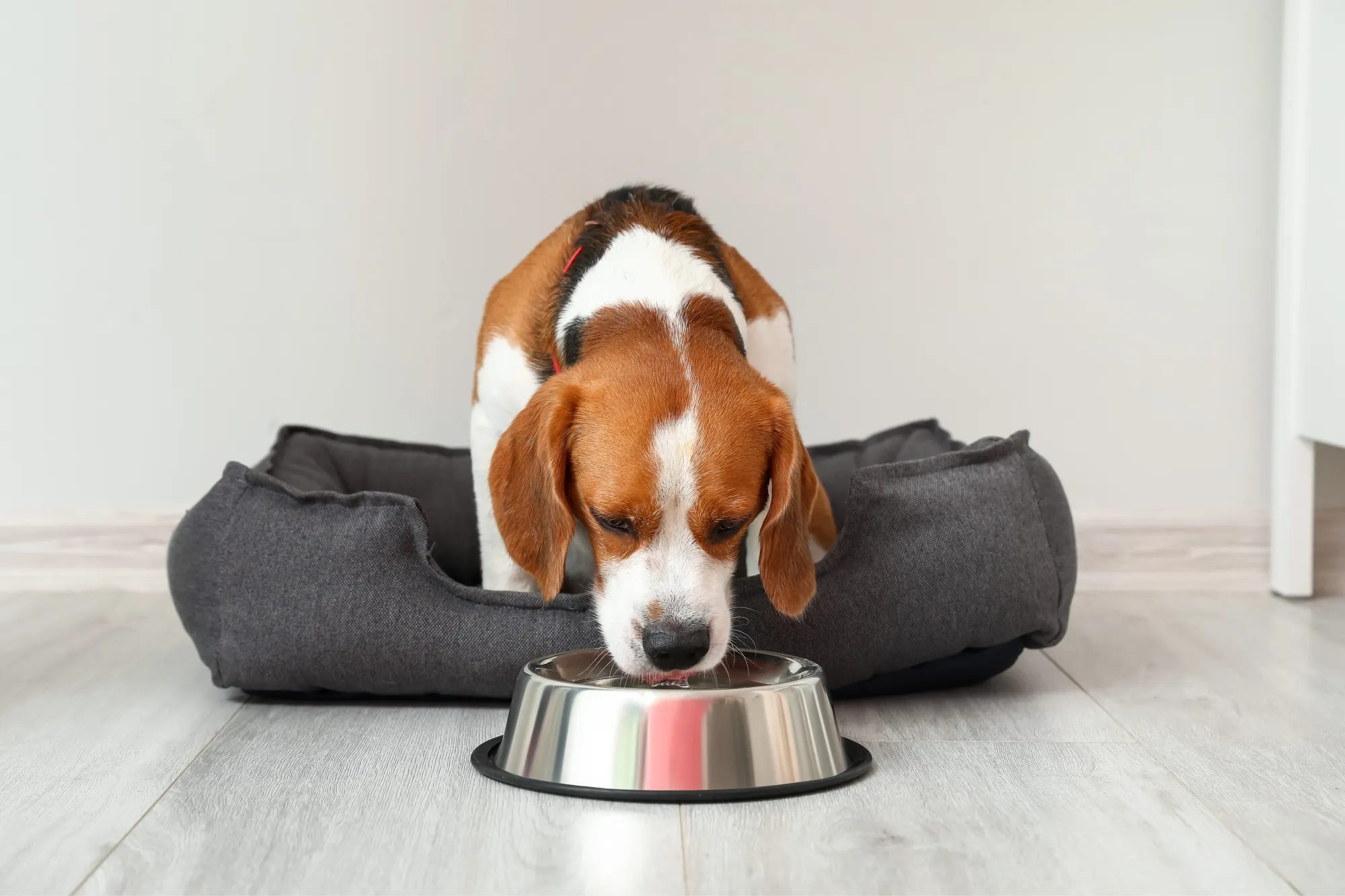 Un chien dans un panier gris est en train de boire dans sa gamelle