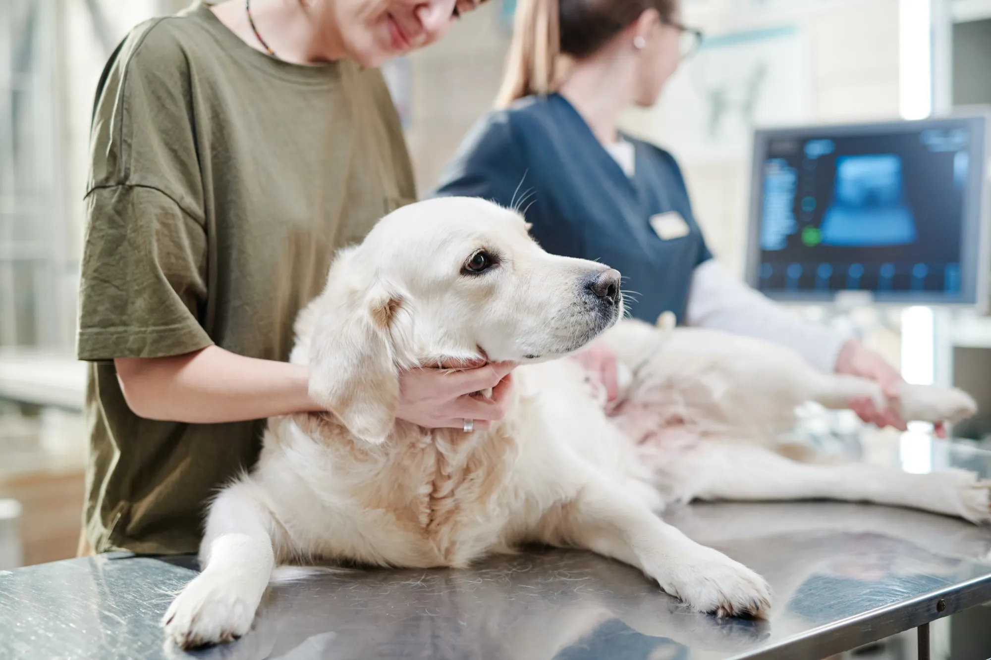 Golden retriever passant une échographie chez la vétérinaire, tenu par son humaine