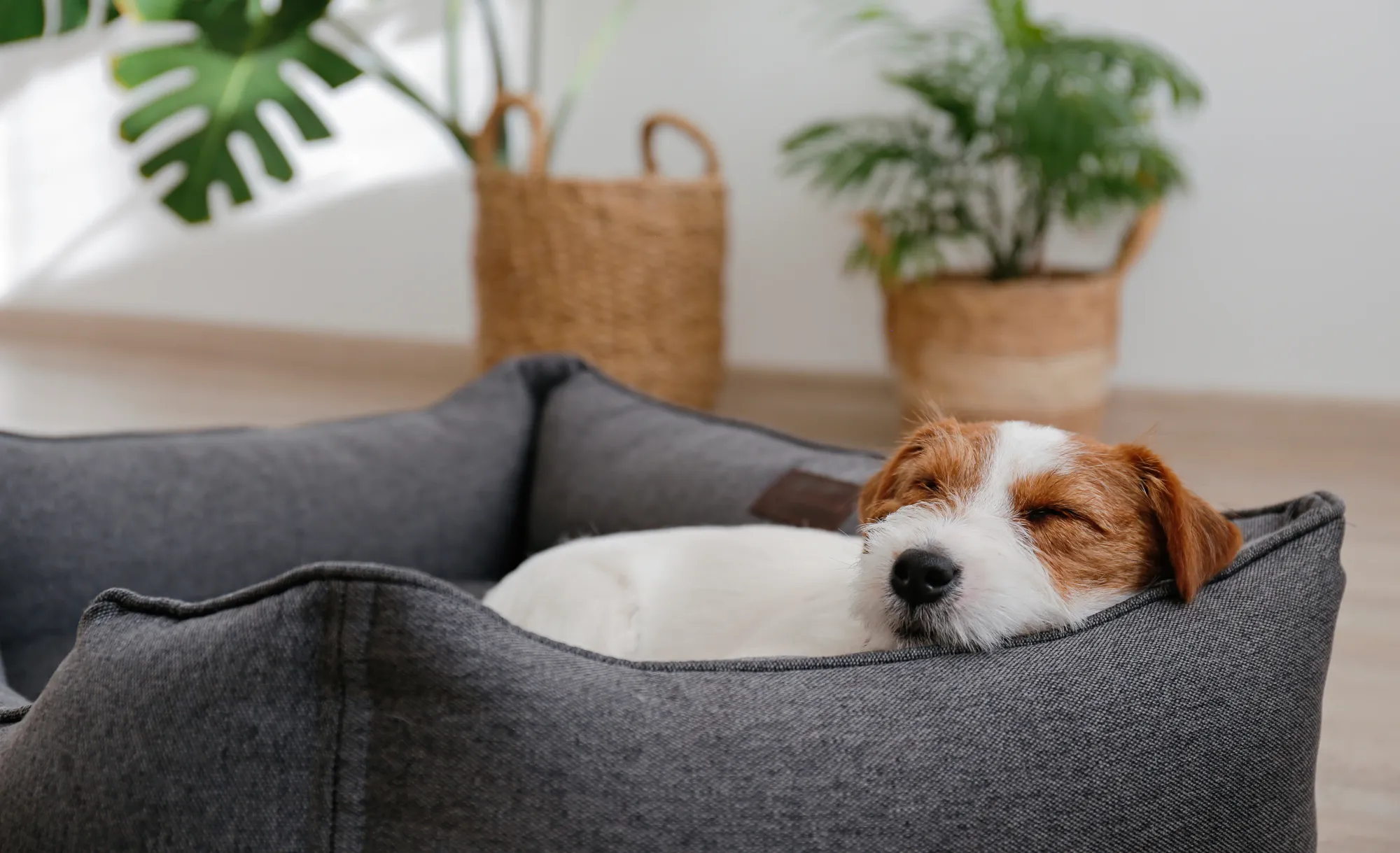 Un chien blanc et marron se repose dans son panier gris dans un salon