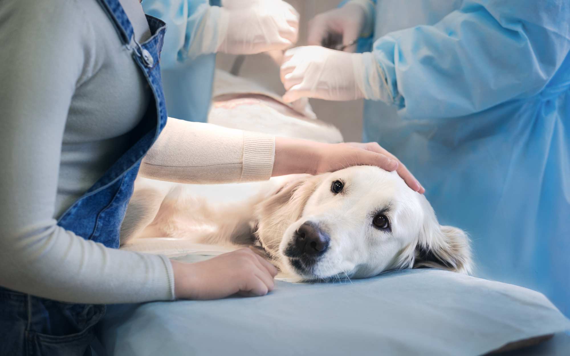 Golden retriever allongé sur une table d'examen vétérinaire