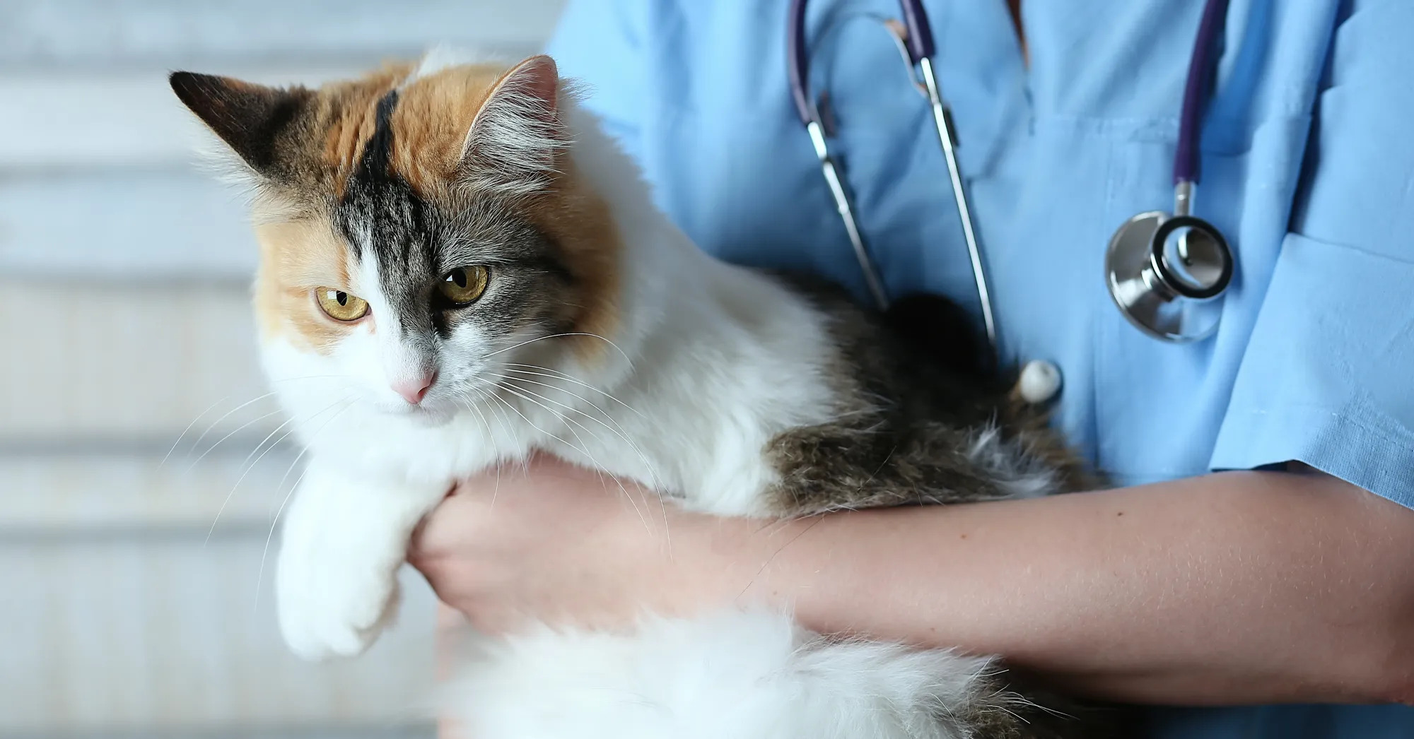 Chat blanc, roux et noir qui est porté par un vétérinaire