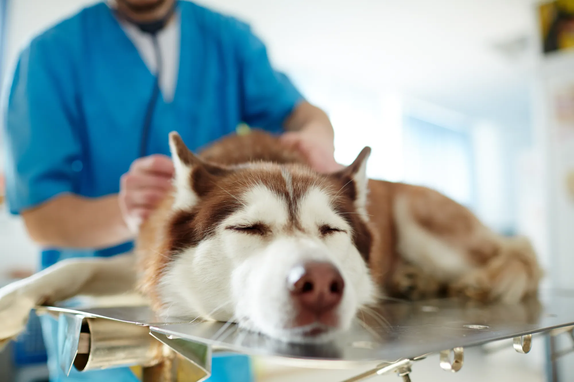 Husky allongé, les yeux fermés, et ausculté par un vétérinaire sur une table