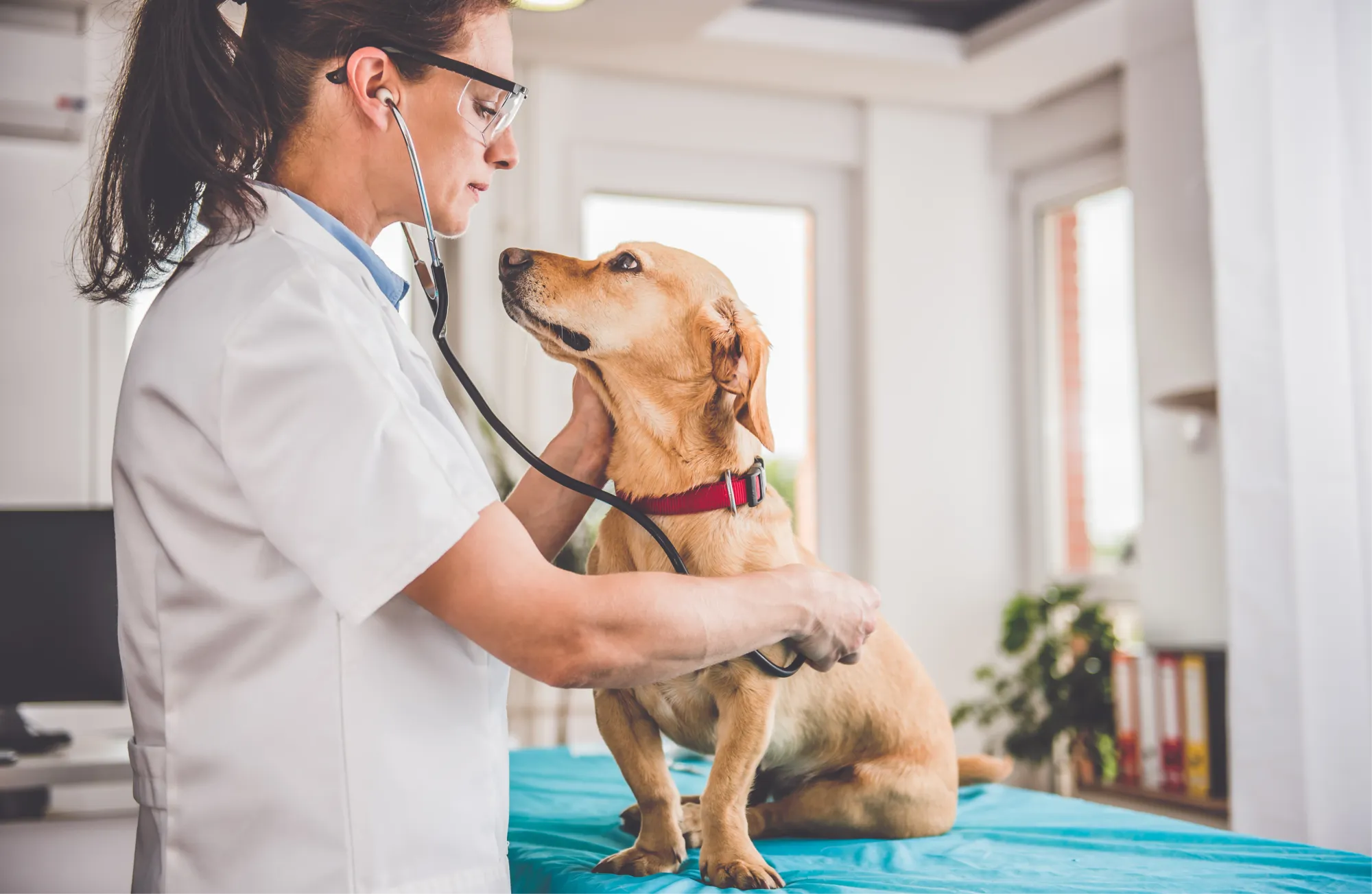 Chien assis qui se fait ausculter par un vétérinaire