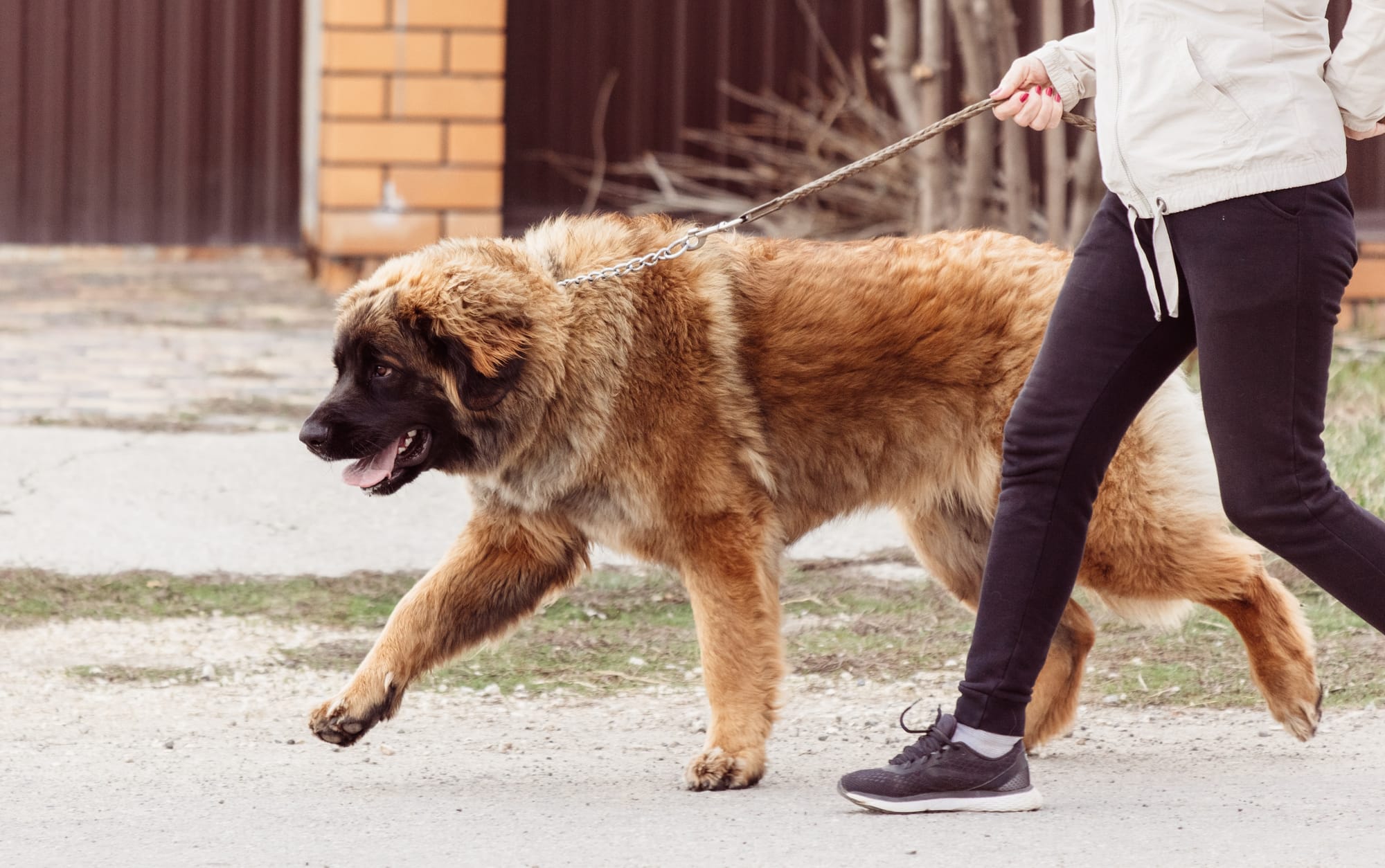 Berger du Caucase fauve tenu en laisse pendant une promenade en ville