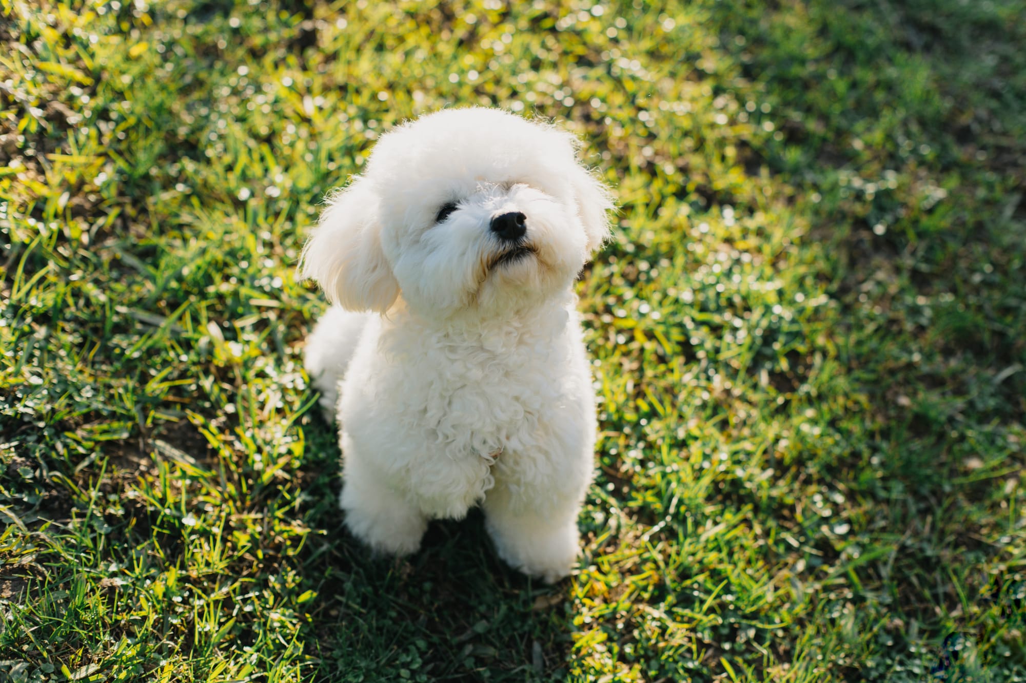 Bichon frisé assis dans l'herbe, levant la tête et la patte