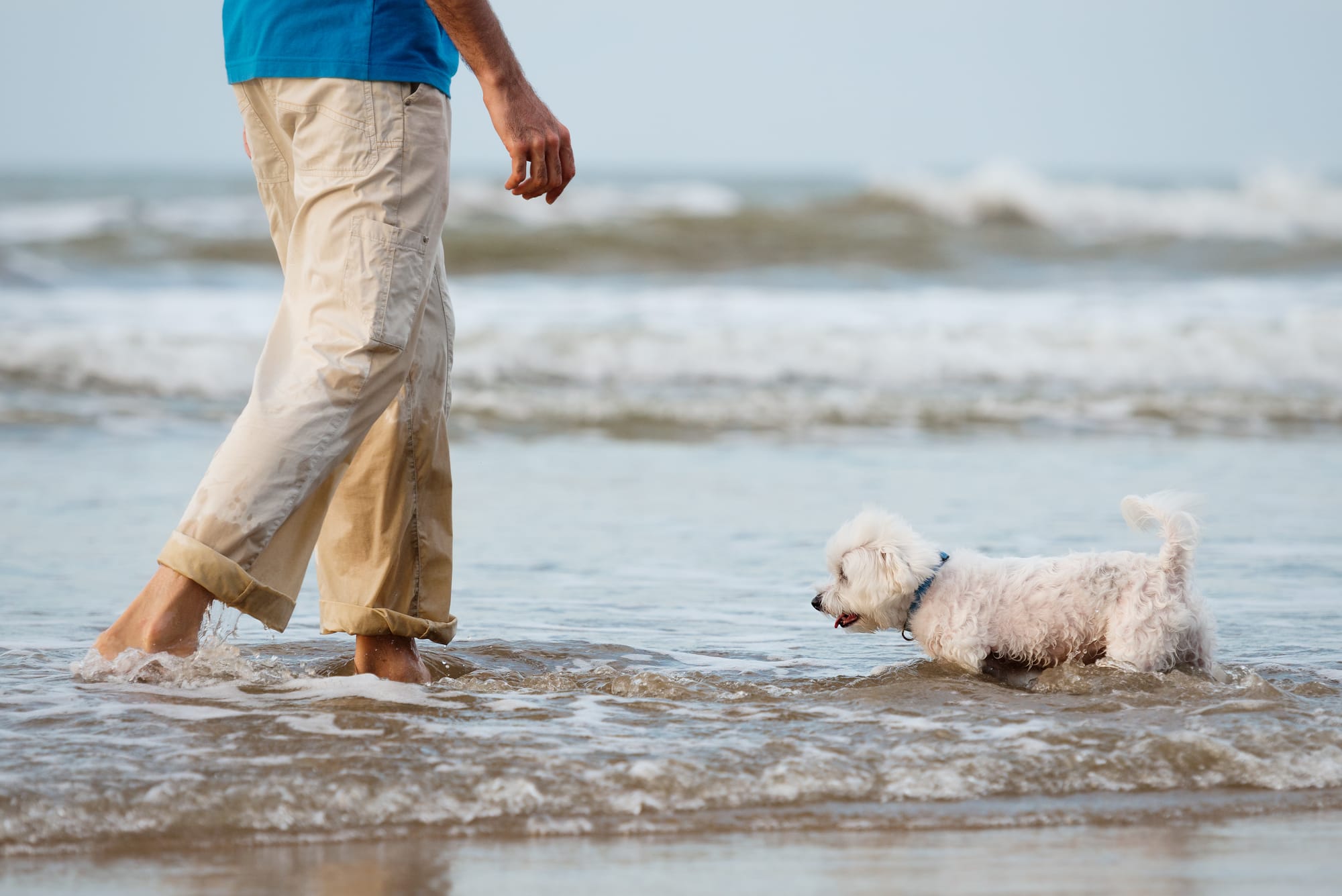 Bichon maltais marchant au bord de l'eau sur la plage avec une personne
