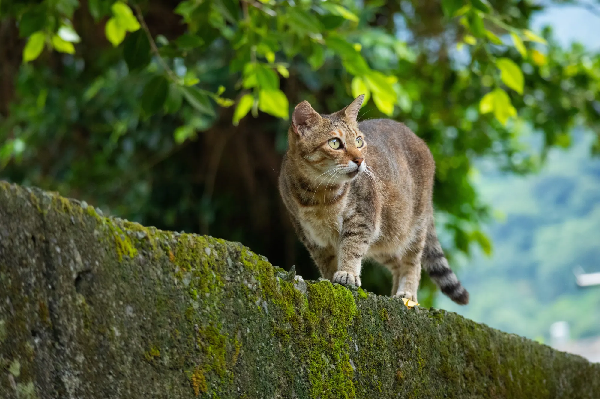 Un chat marron se balade sur un muret en extérieur