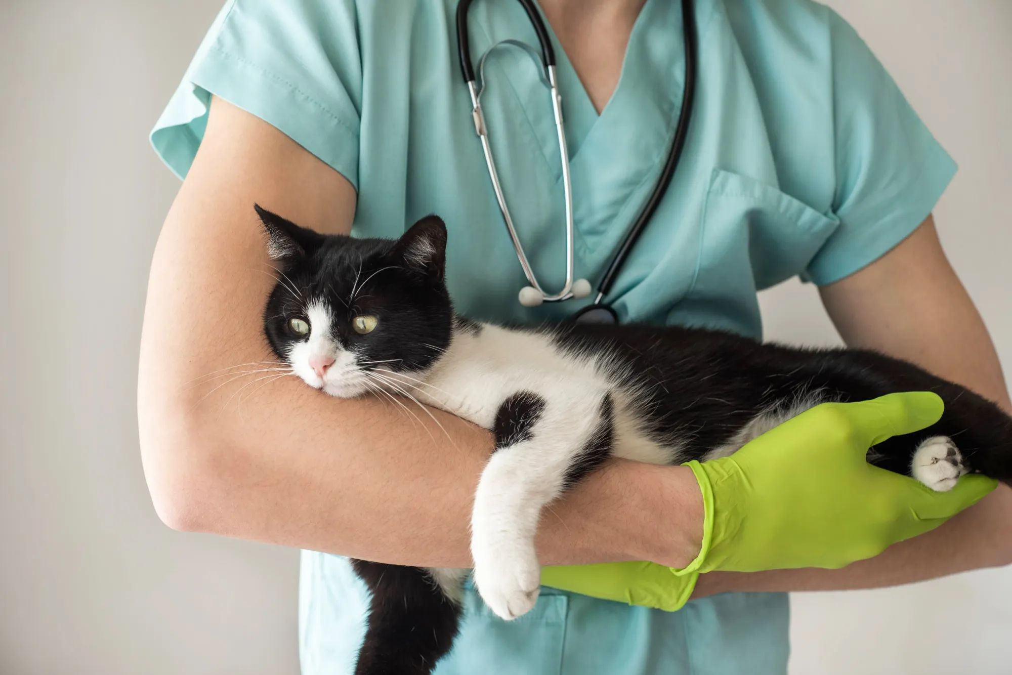 Un chat noir et blanc dans les bras d'un vétérinaire