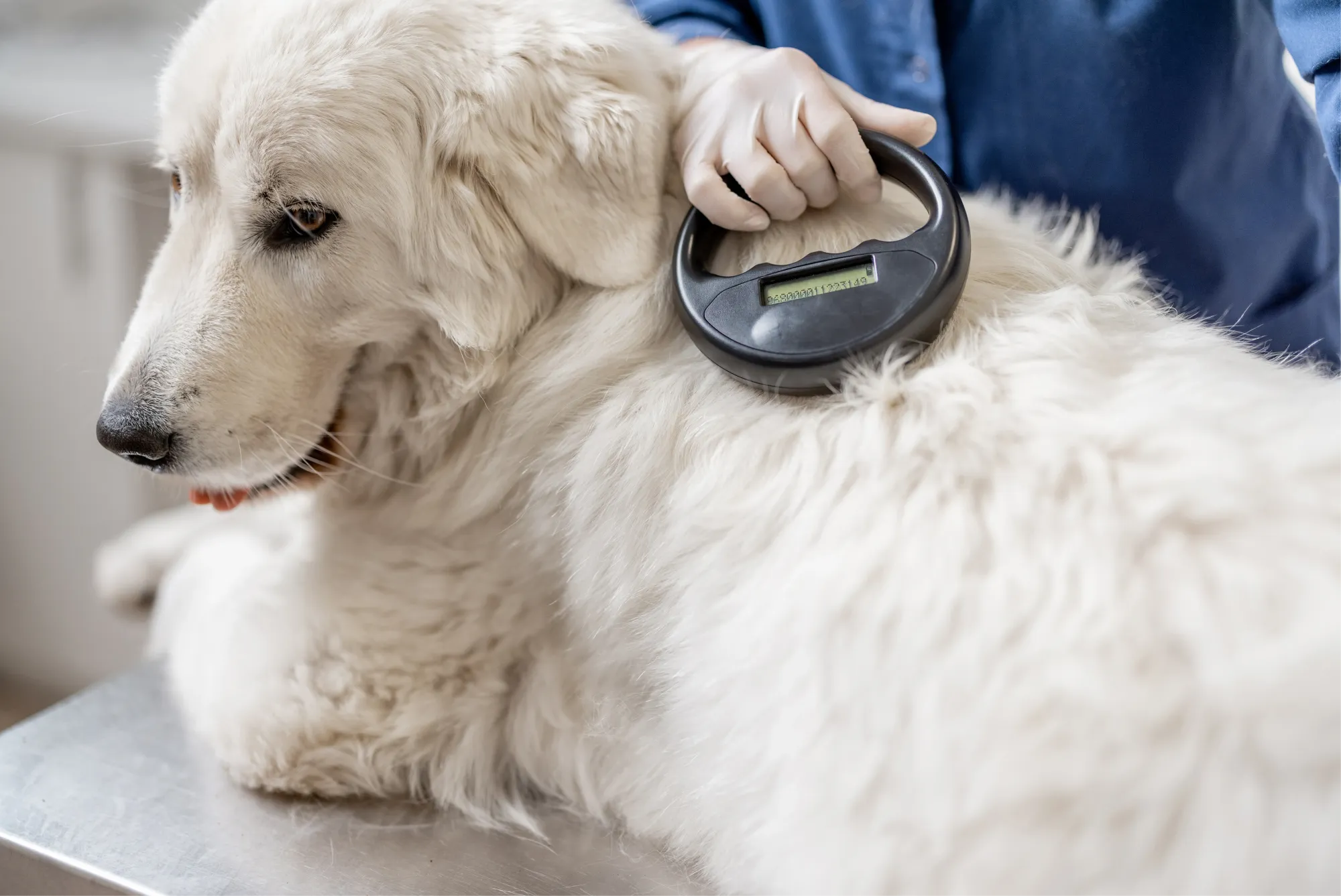 Un golden retriever allongé sur une table, examiné par un vétérinaire