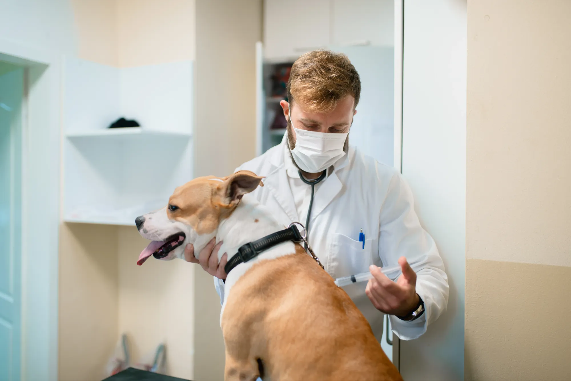 Un chien marron et blanc est assis et un véterinaire lui administre une piqûre
