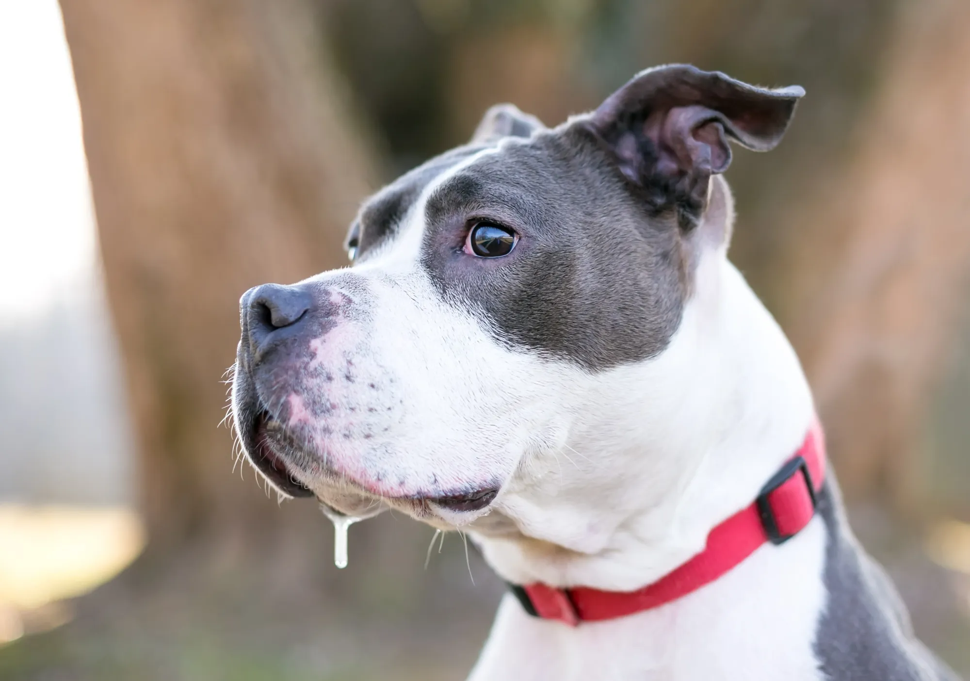 Chien noir et blanc avec un collier rouge, de la bave qui coule de sa gueule