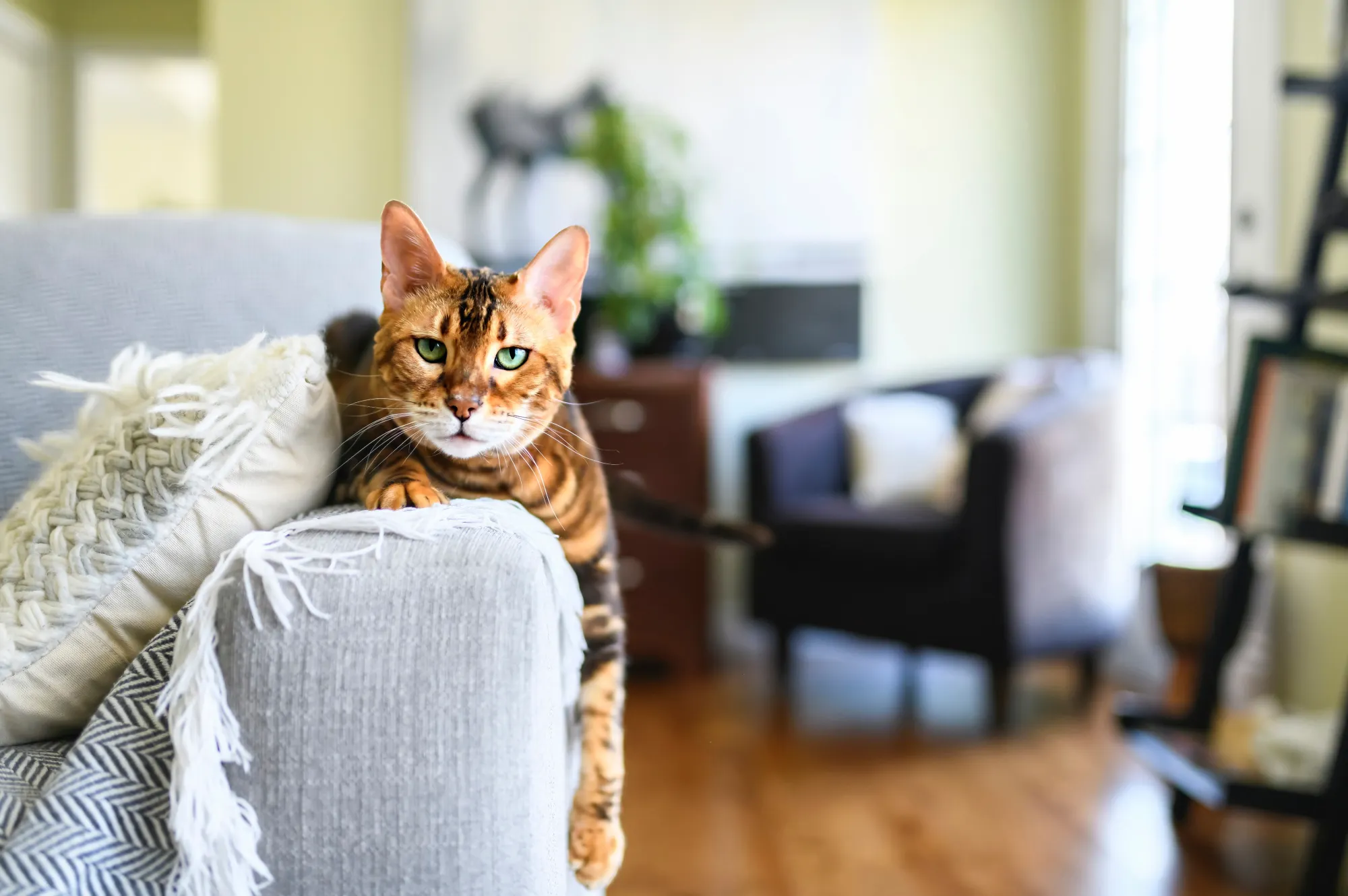 Chat au pelage tigré allongé sur l'accoudoir d'un canapé dans un salon