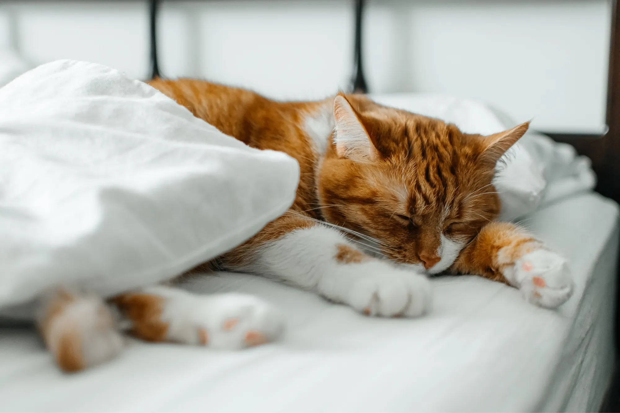 Un chat roux dort dans un lit blanc