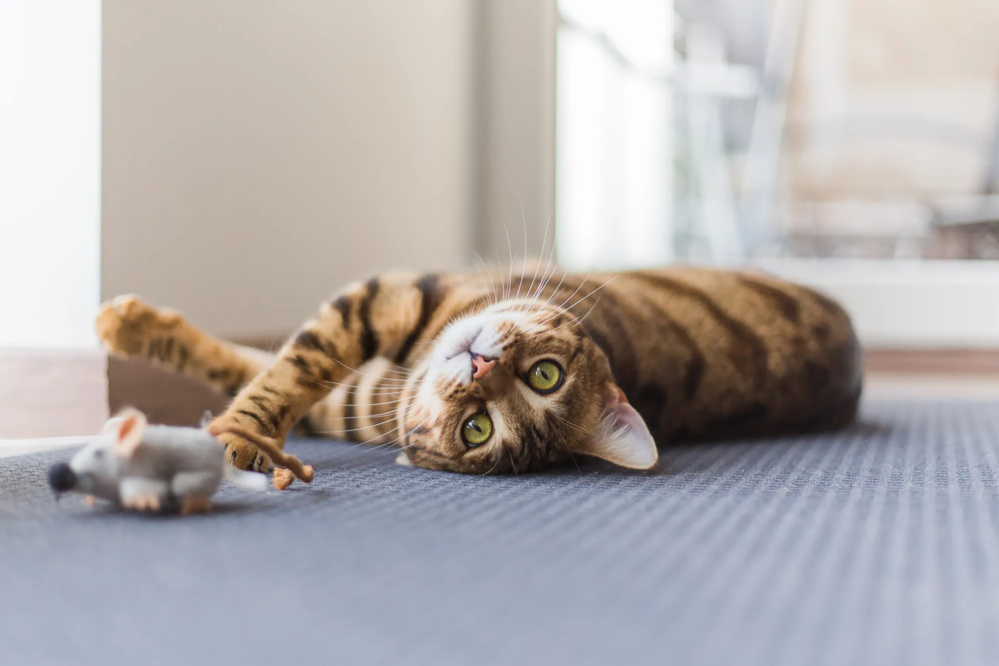 Chat tigré allongé sur un tapis, à côté d'un jouet en forme de souris