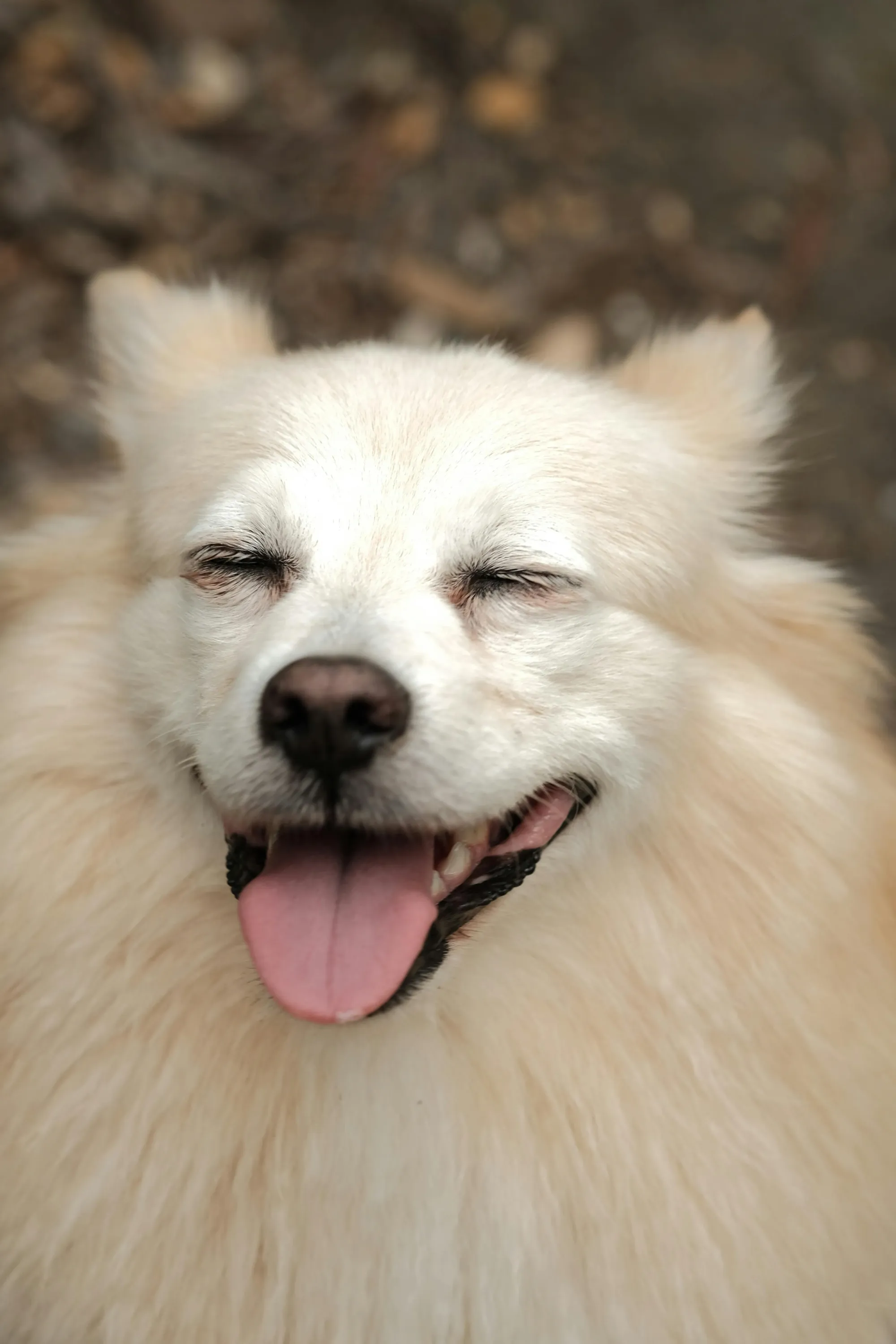Un chien blanc sourit en gros plan.