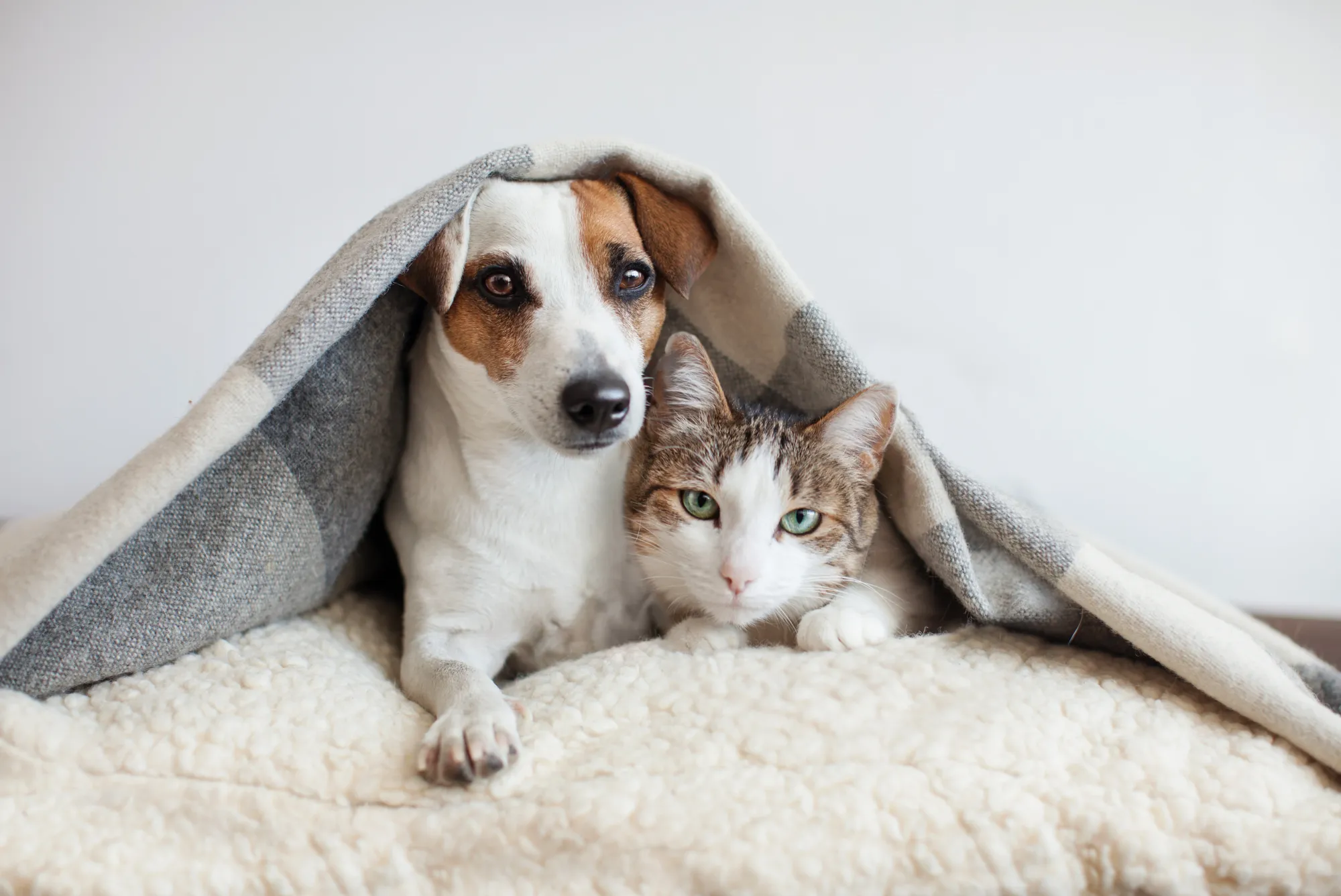 Un chien et un chat sont sous une couverture dans une chambre.