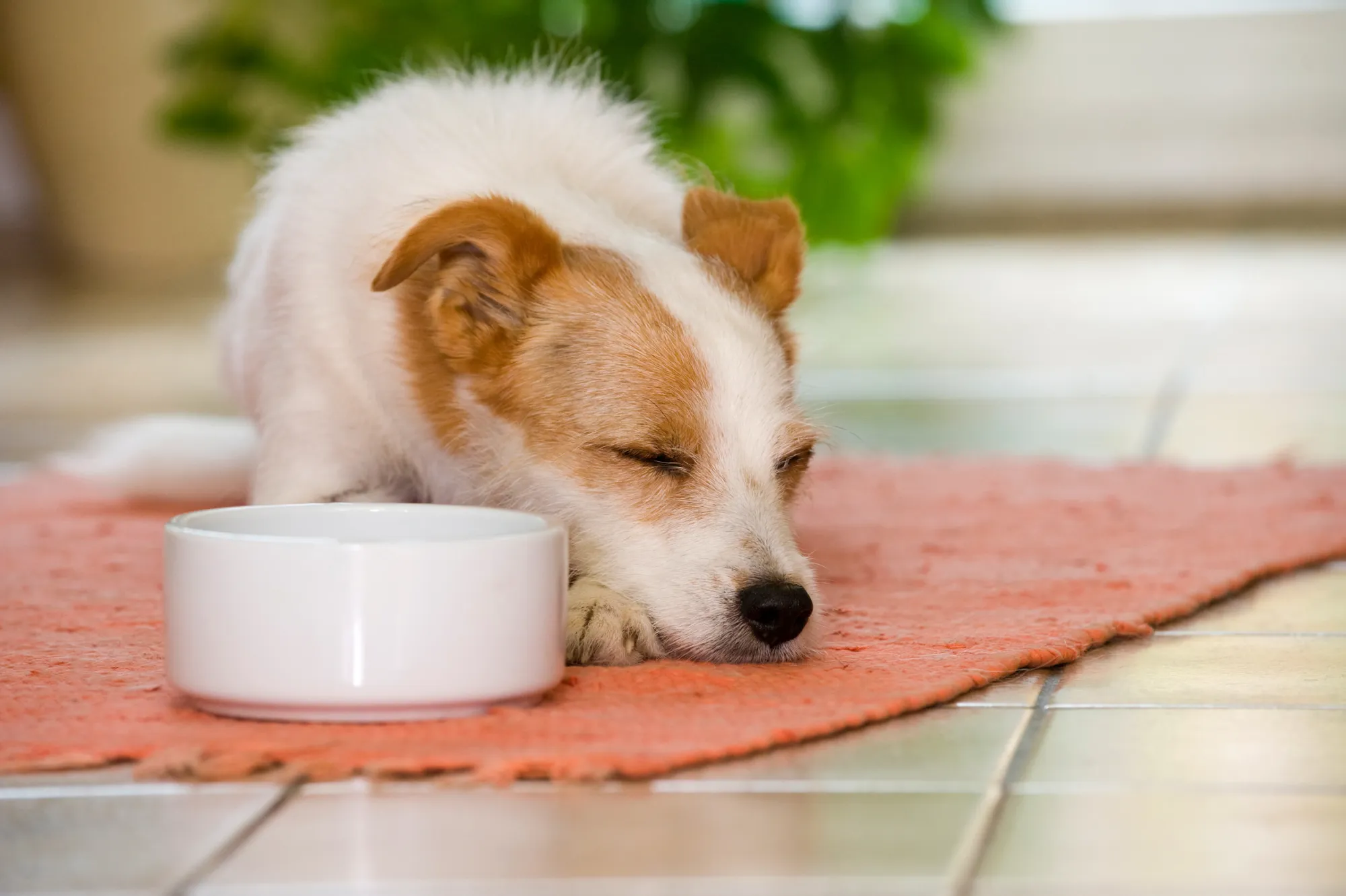 Chien blanc et roux qui dort sur un plaid rouge à côté de sa gamelle.