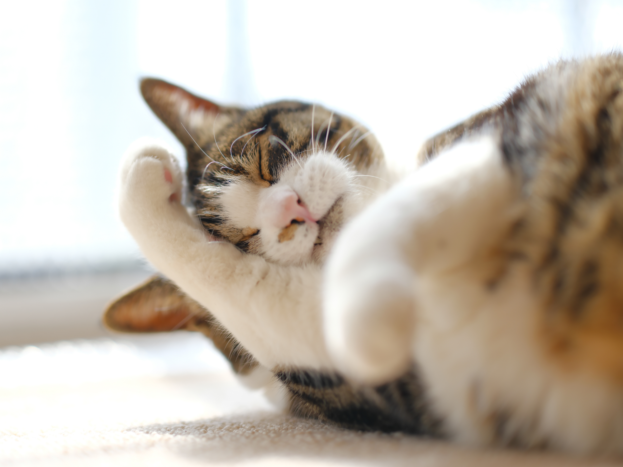 Chat européen qui se lave dans un séjour sur un tapis blanc.