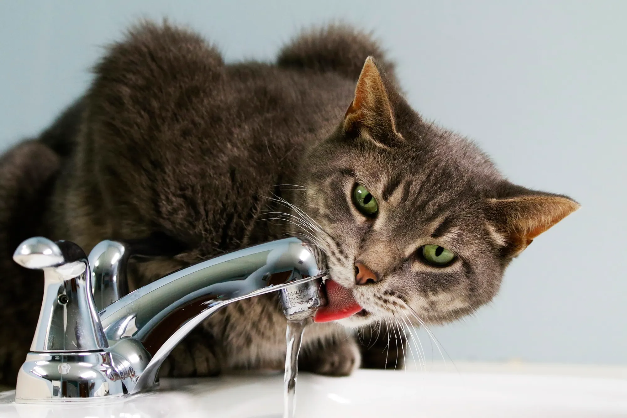 Chat européen qui boit de l'eau au robinet.