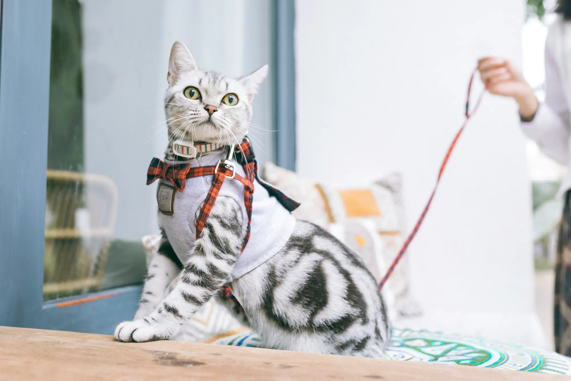 Un chat gris avec un harnais écossais rouge