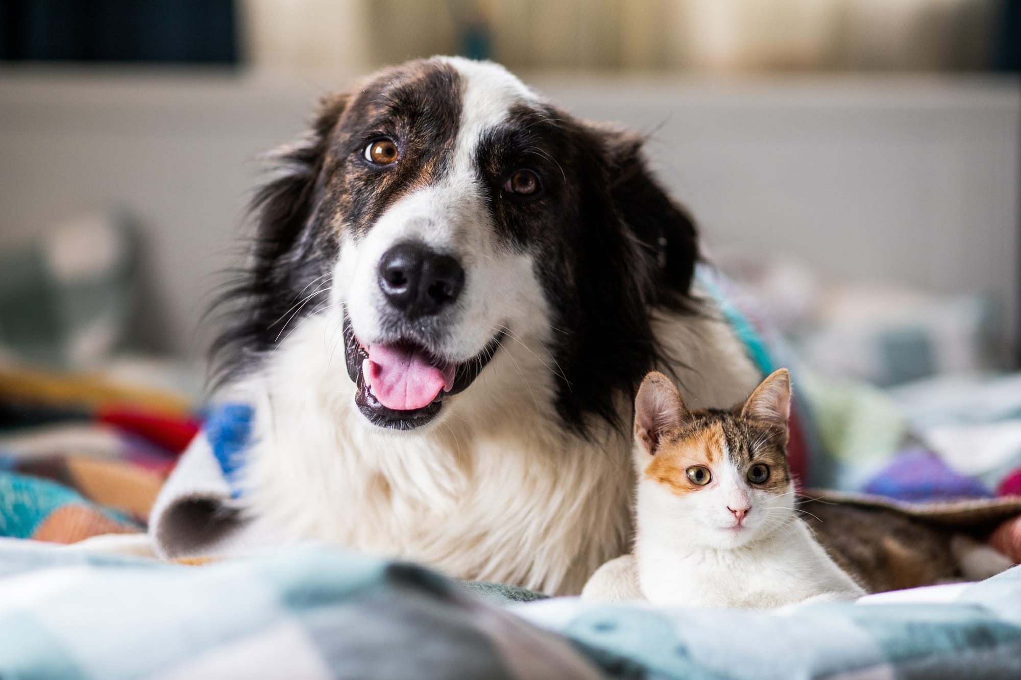 Un chien marron et blanc allongé sur un lit à coté d'un chat blanc, roux et marron.