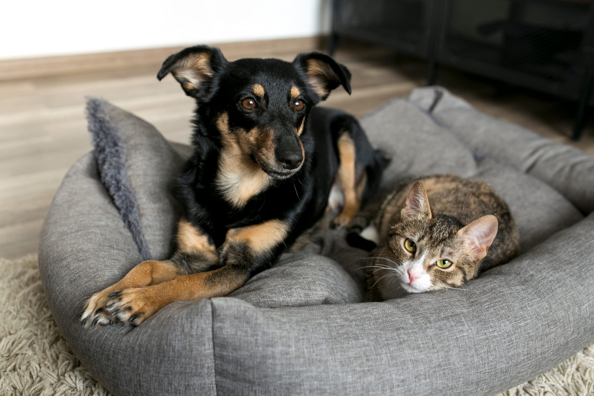 Un chien noir et marron partage son panier avec un chat blanc et marron.