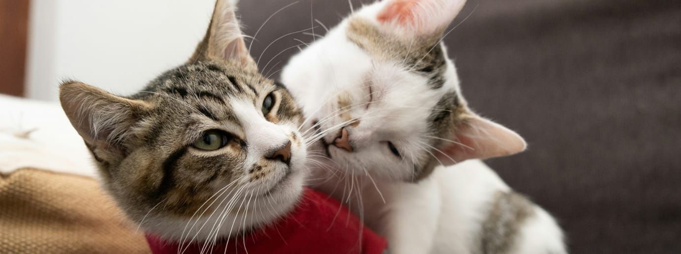 Deux chats, l’un tigré et l’autre blanc tacheté, se câlinant.