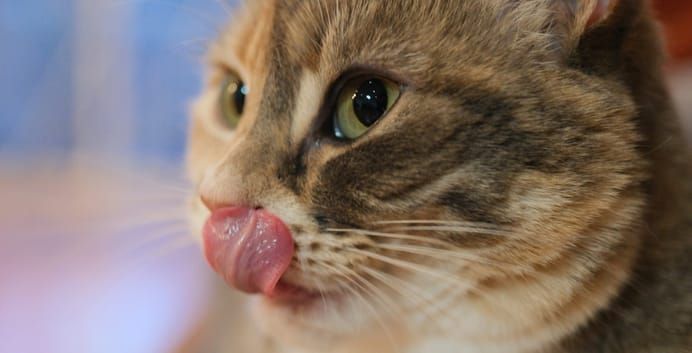 Gros plan d’un chat tigré au pelage brun et beige, tirant la langue et la repliant sur son museau.