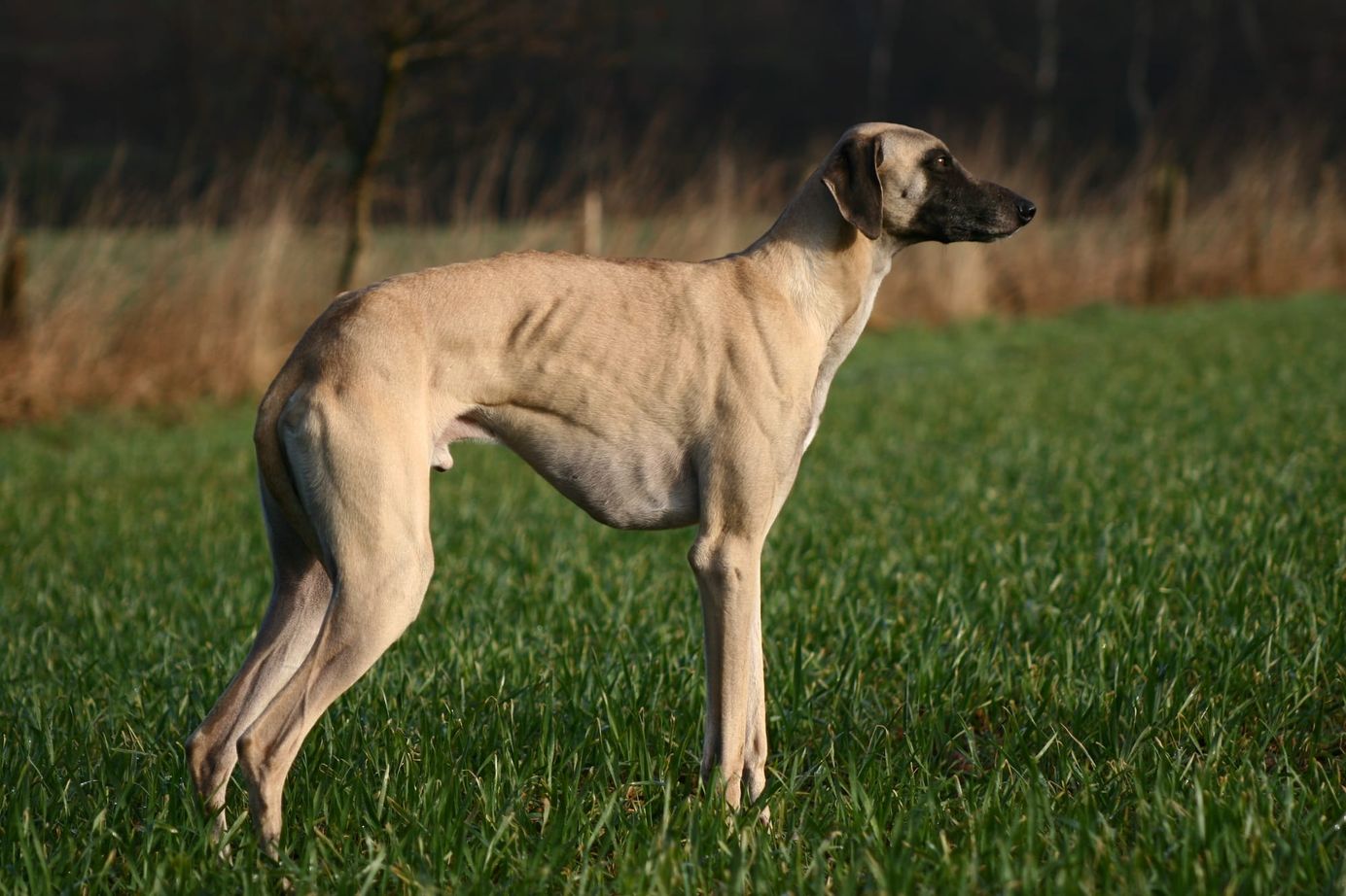 Sloughi couleur sable vu de profil, debout dans un pré