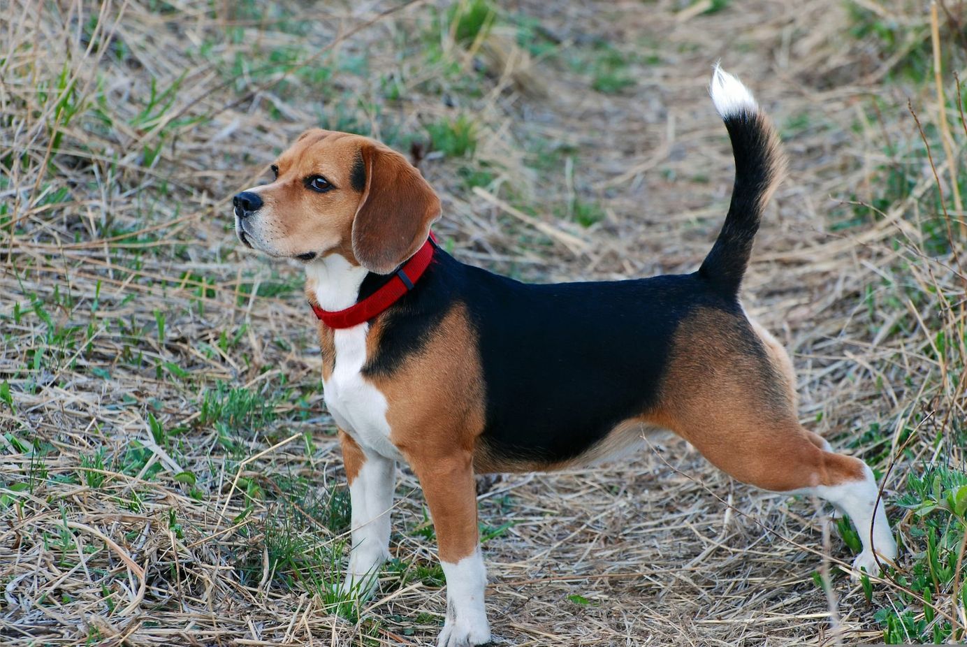 Beagle debout en position d’observation à l'extérieur, portant un collier rouge