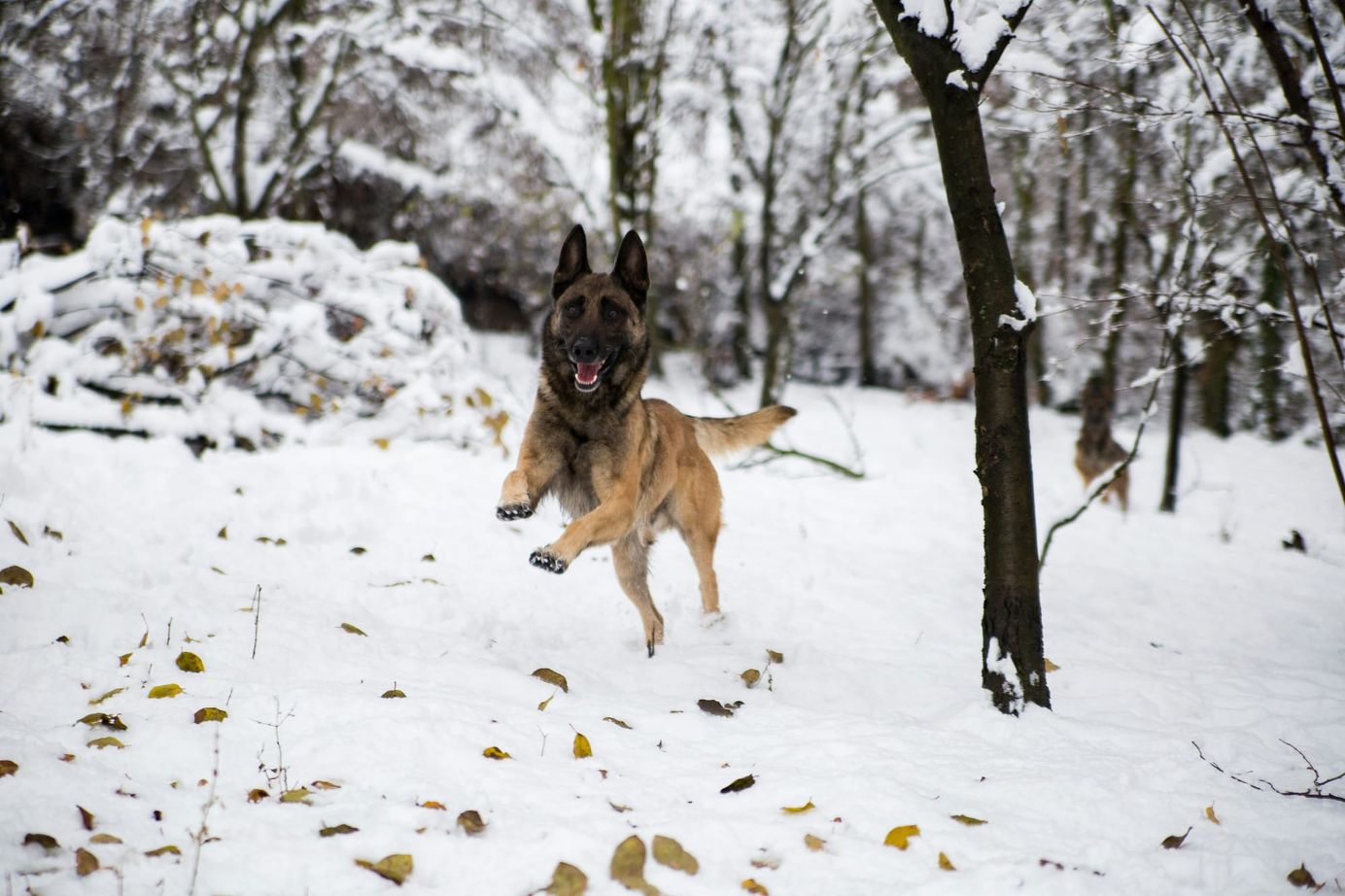     Berger belge courant dans la neige en forêt