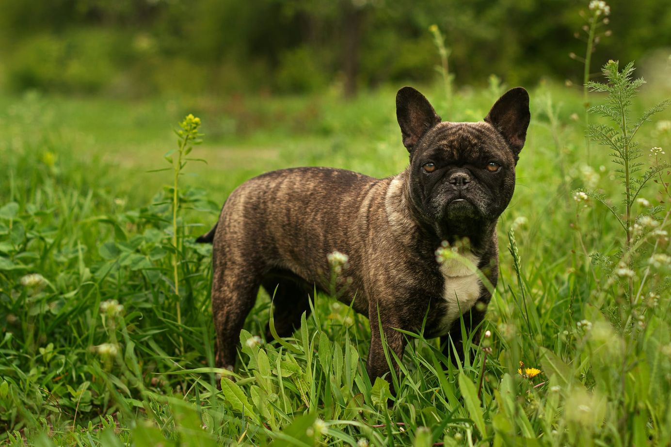 Bouledogue français bringé debout dans l’herbe verte, regard attentif