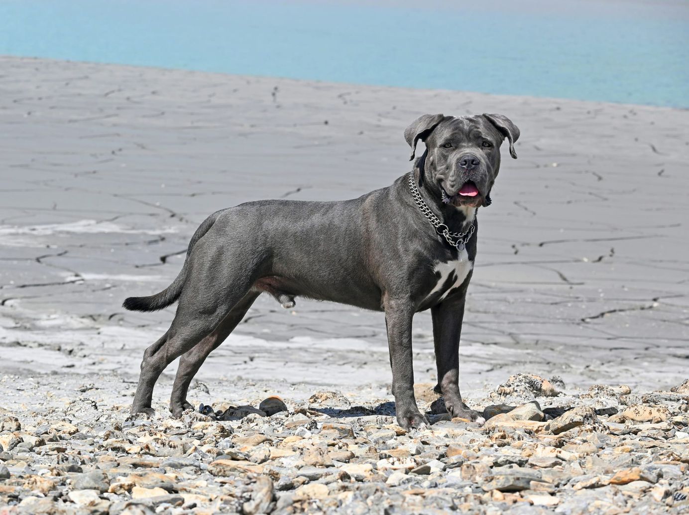     Cane corso sur un terrain rocailleux