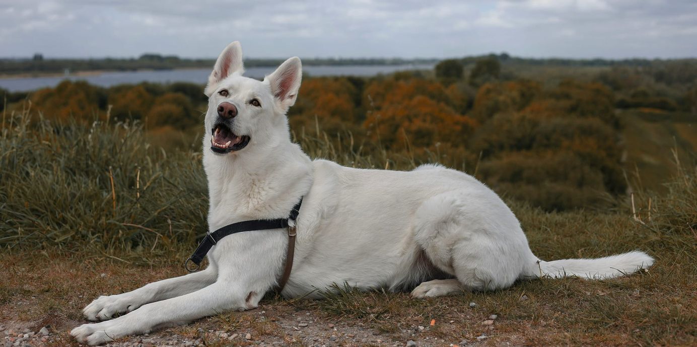     Berger blanc suisse allongé avec vue sur un paysage en arrière-plan