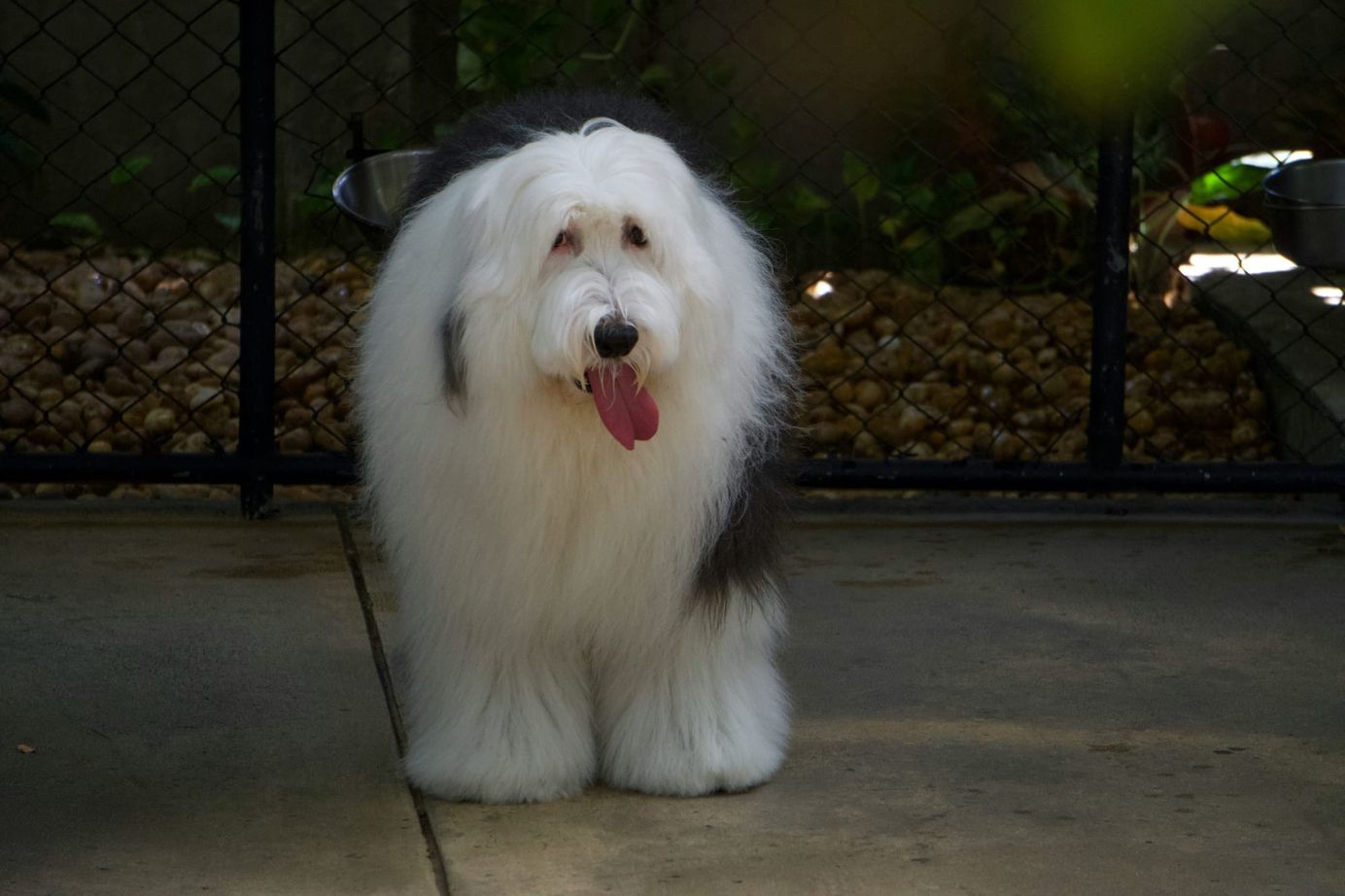     Bearded collie debout et de face, langue sortie