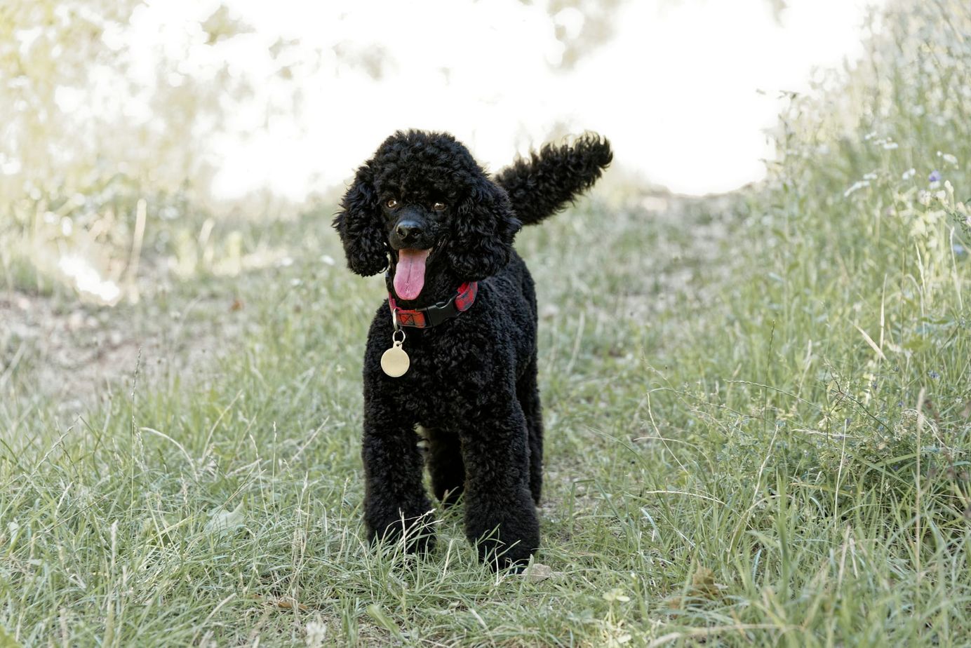 Caniche noir debout dans l'herbe, langue sortie