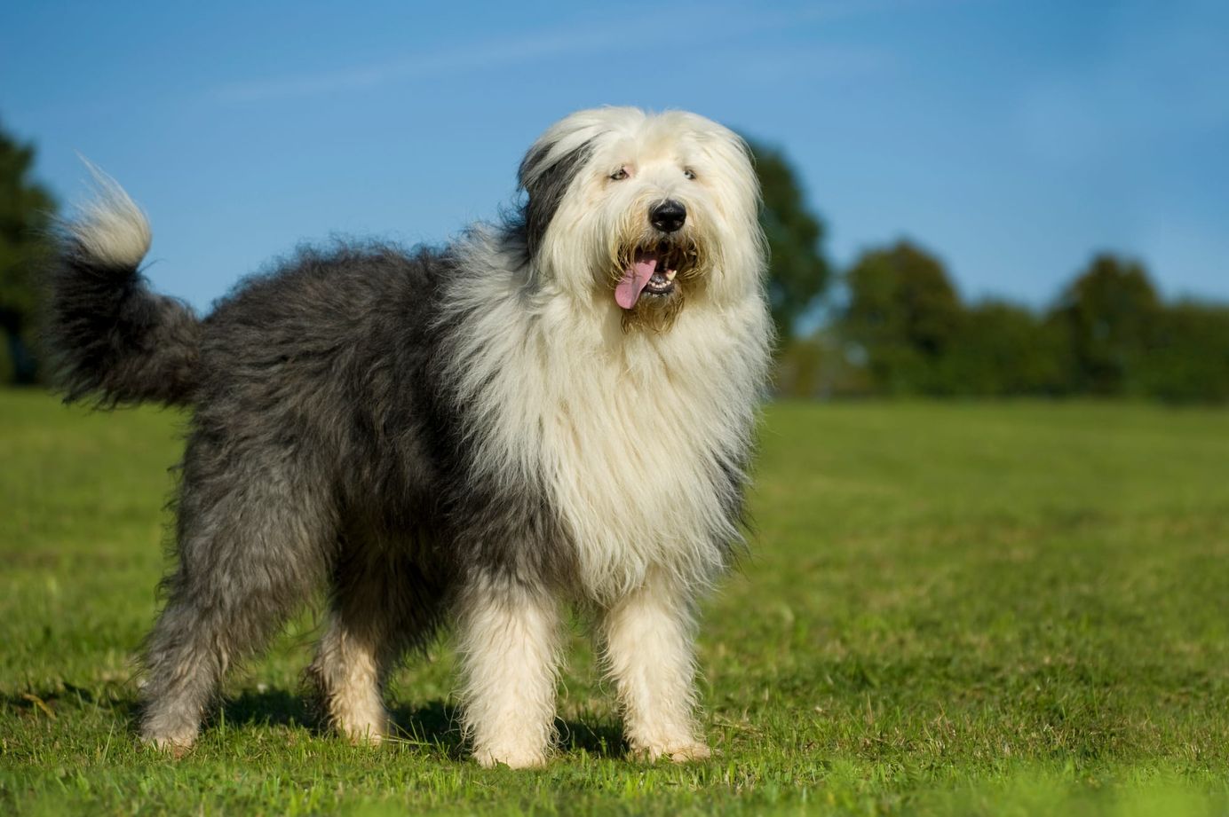     Bobtail debout dans un champ