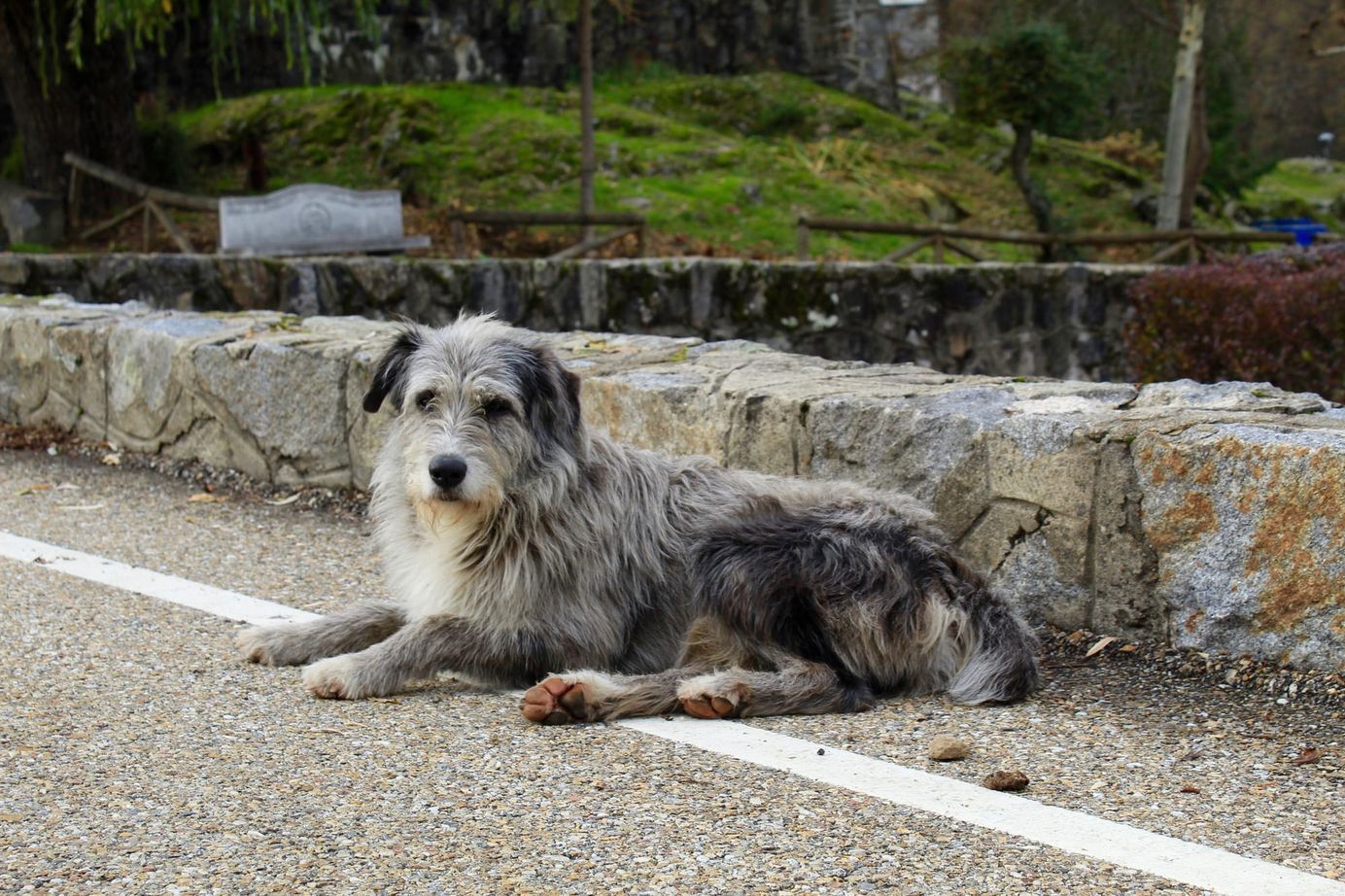     Berger des Pyrénées adulte allongé sur un chemin