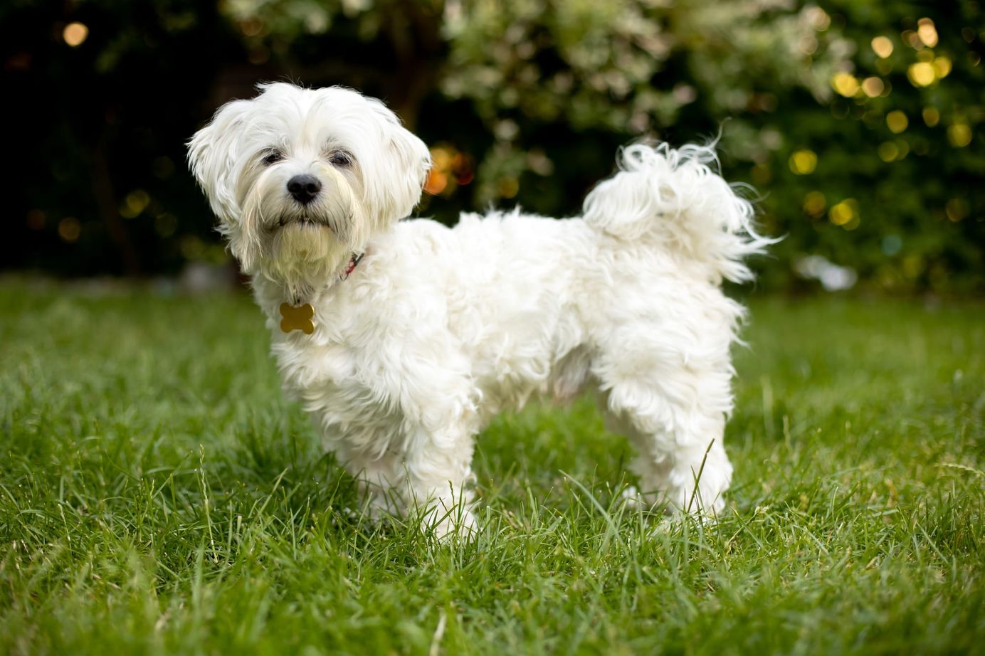     Bichon maltais debout dans un jardin