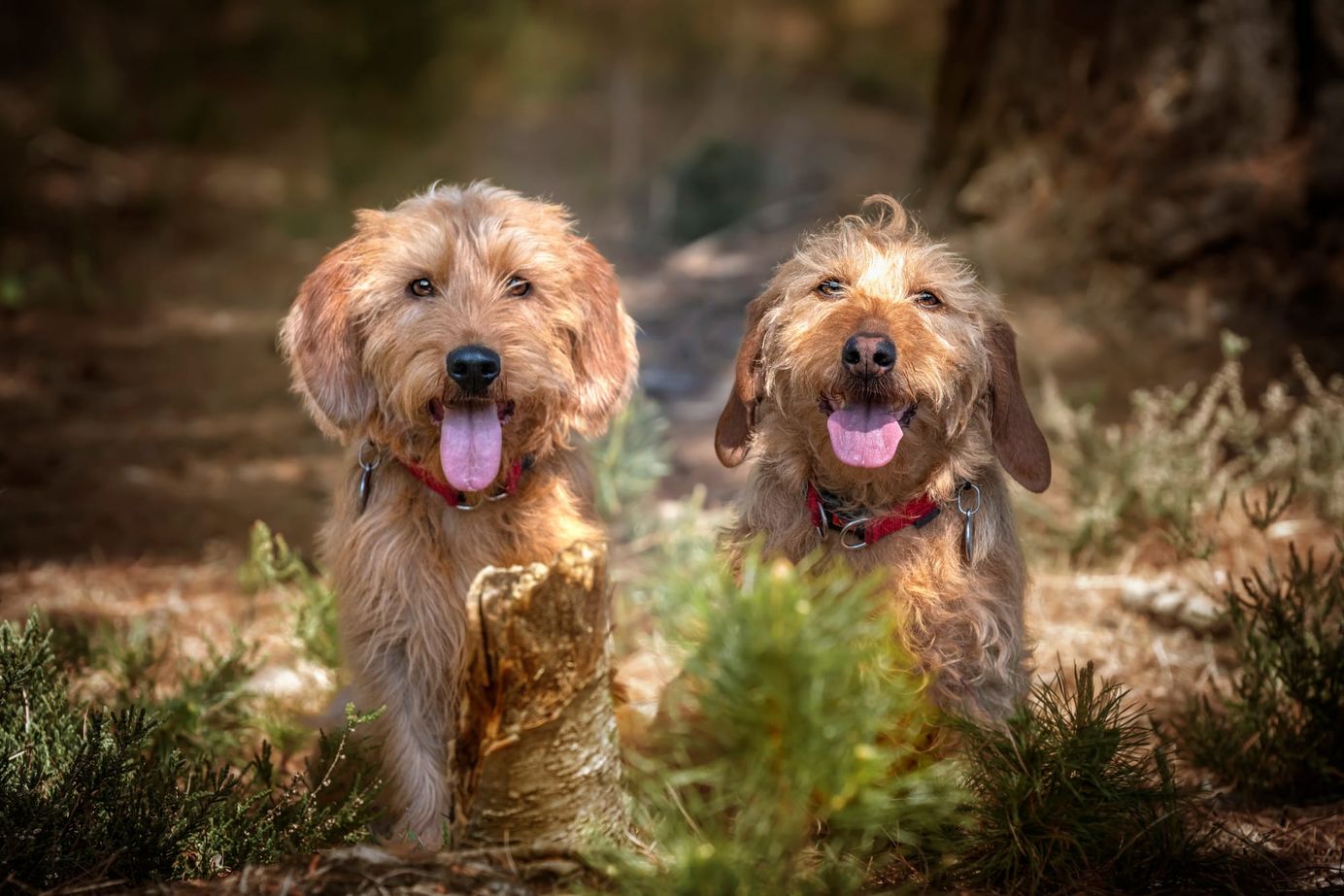     Deux Bassets Fauves de Bretagne en forêt, chiens de chasse sociables et actifs