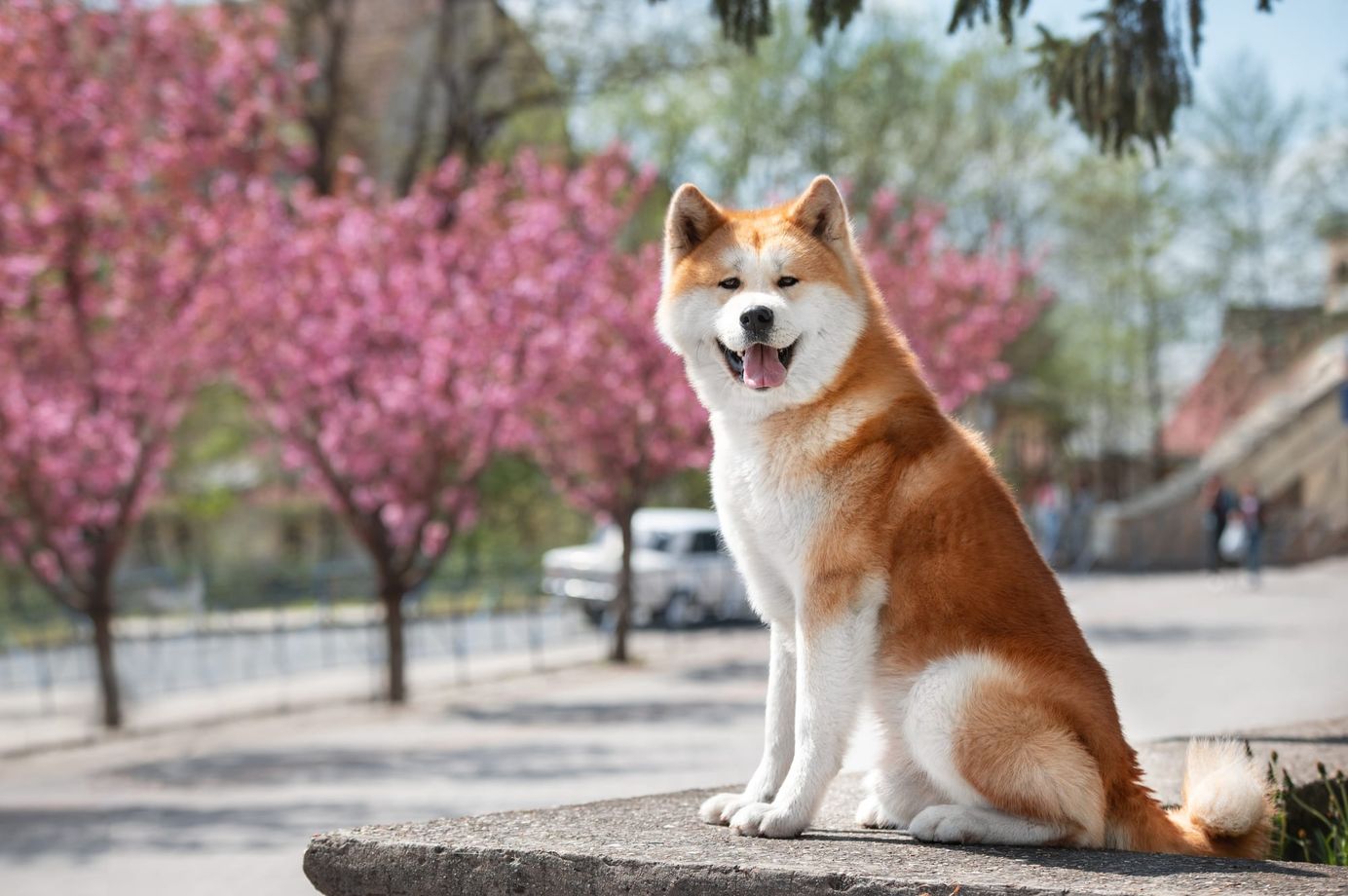     Akita Inu assis en ville devant des cerisiers en fleurs