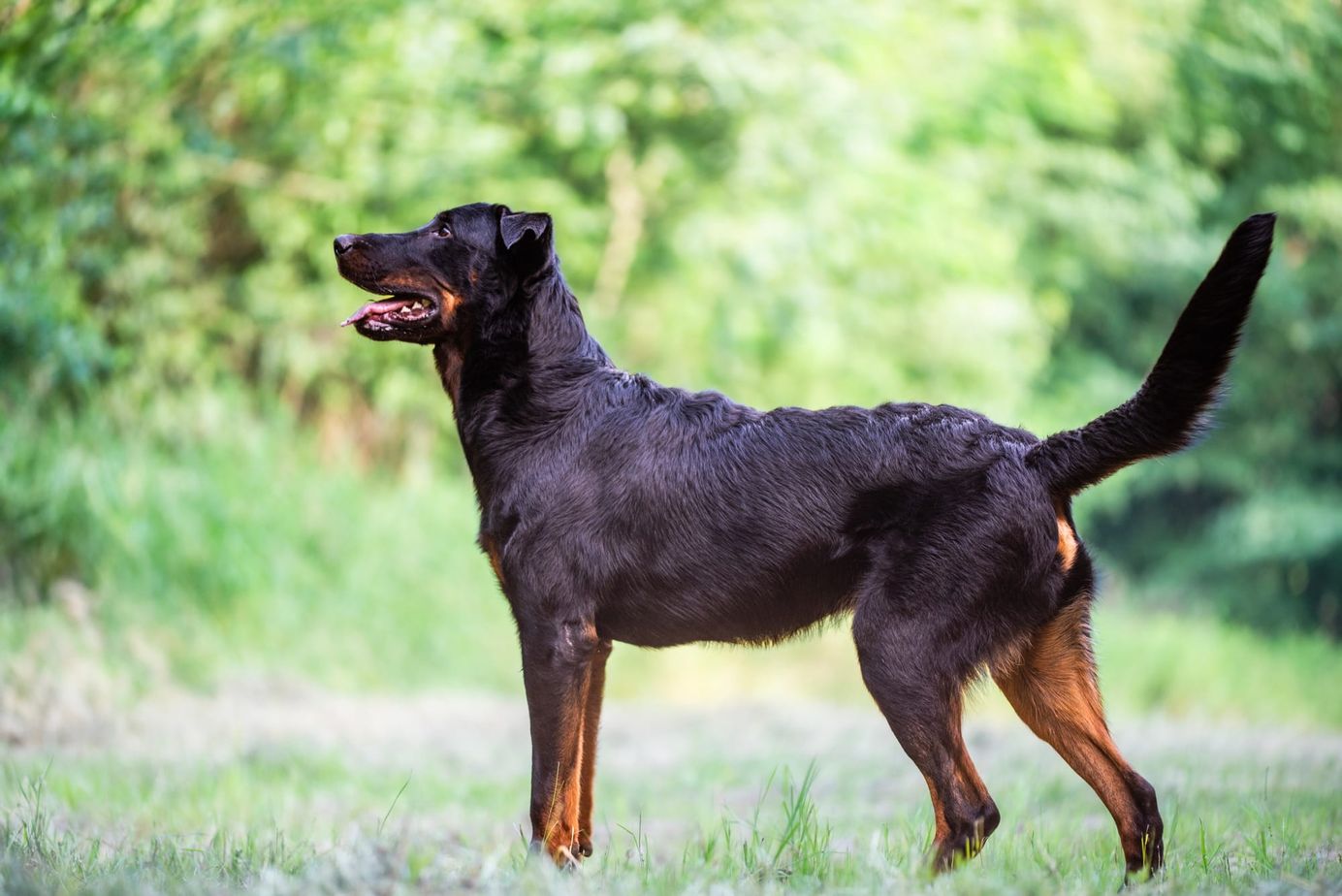     Beauceron debout dans la nature