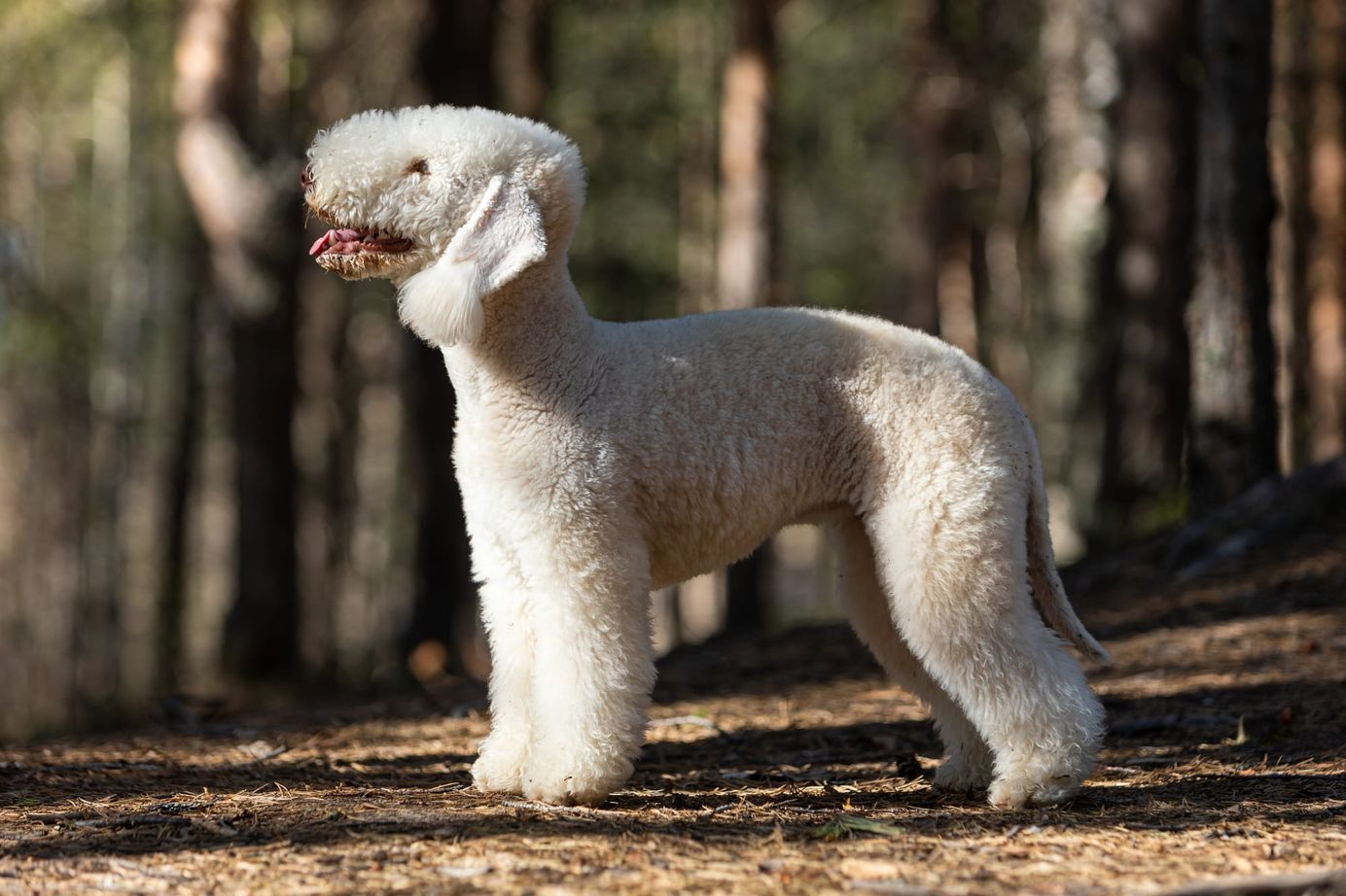     Bedlington Terrier adulte debout en forêt
