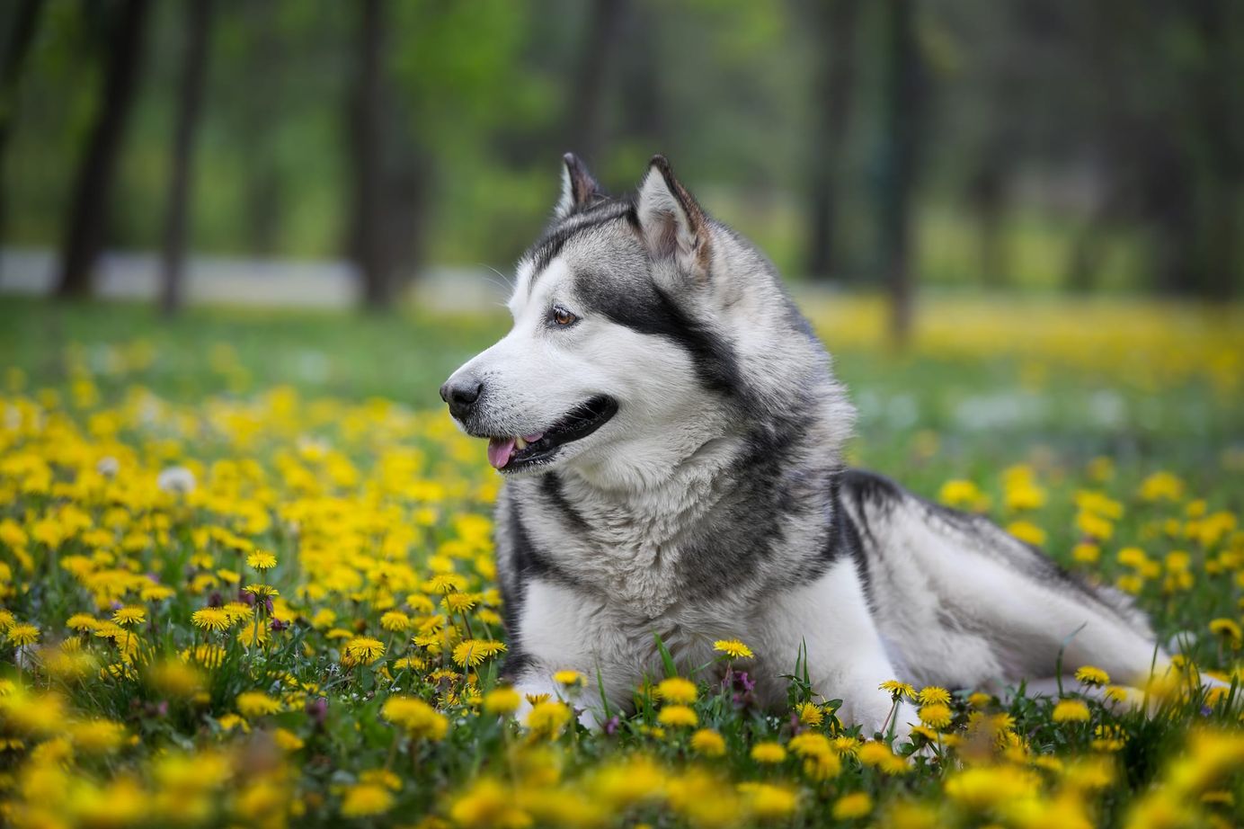Alaskan malamute allongé dans un champ de fleurs jaunes