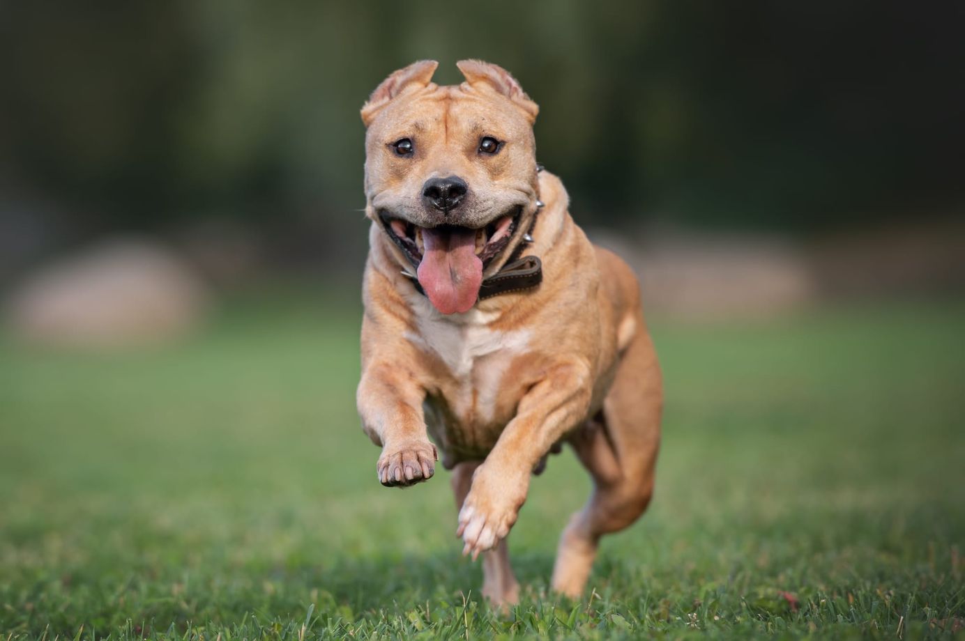     American staffordshire terrier courant vers la caméra